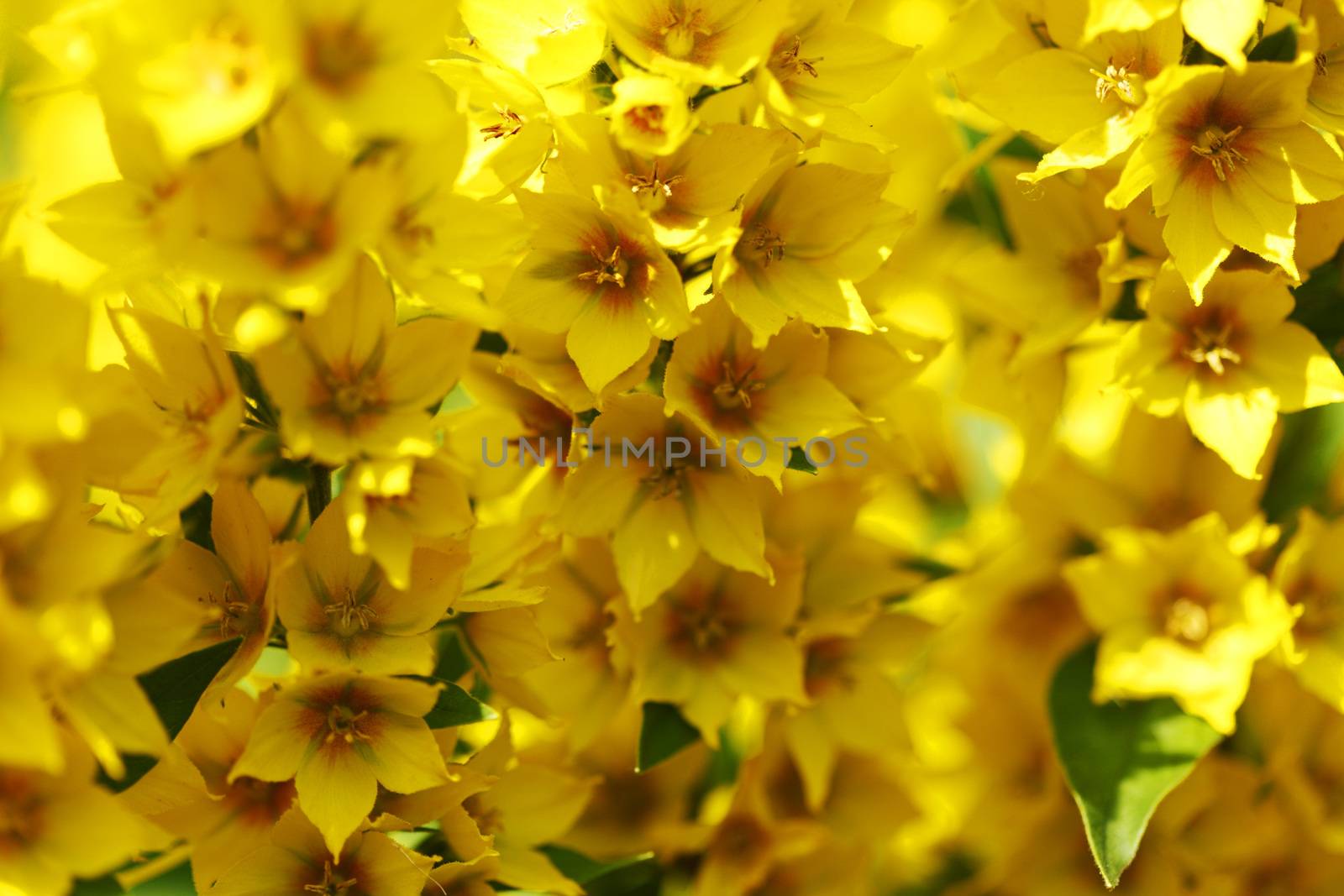 Abstract yellow flowers close-up outdoors