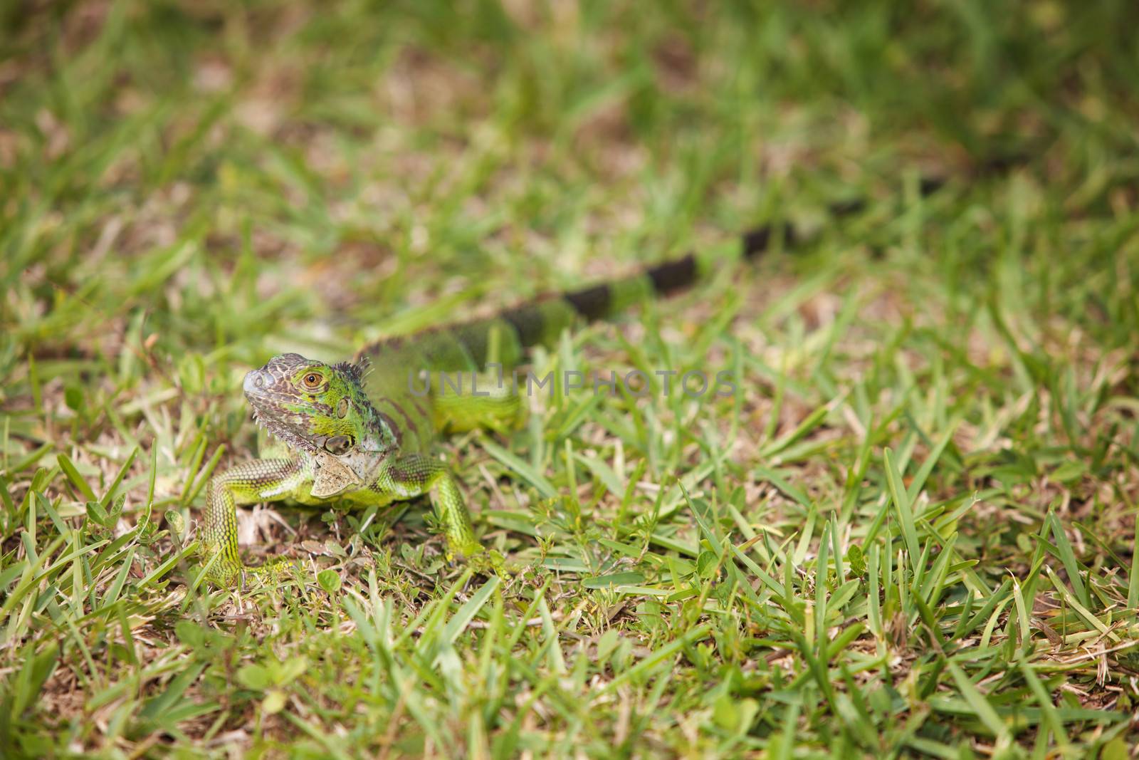 Curious Green carribean Iguana well camoflauged in grass