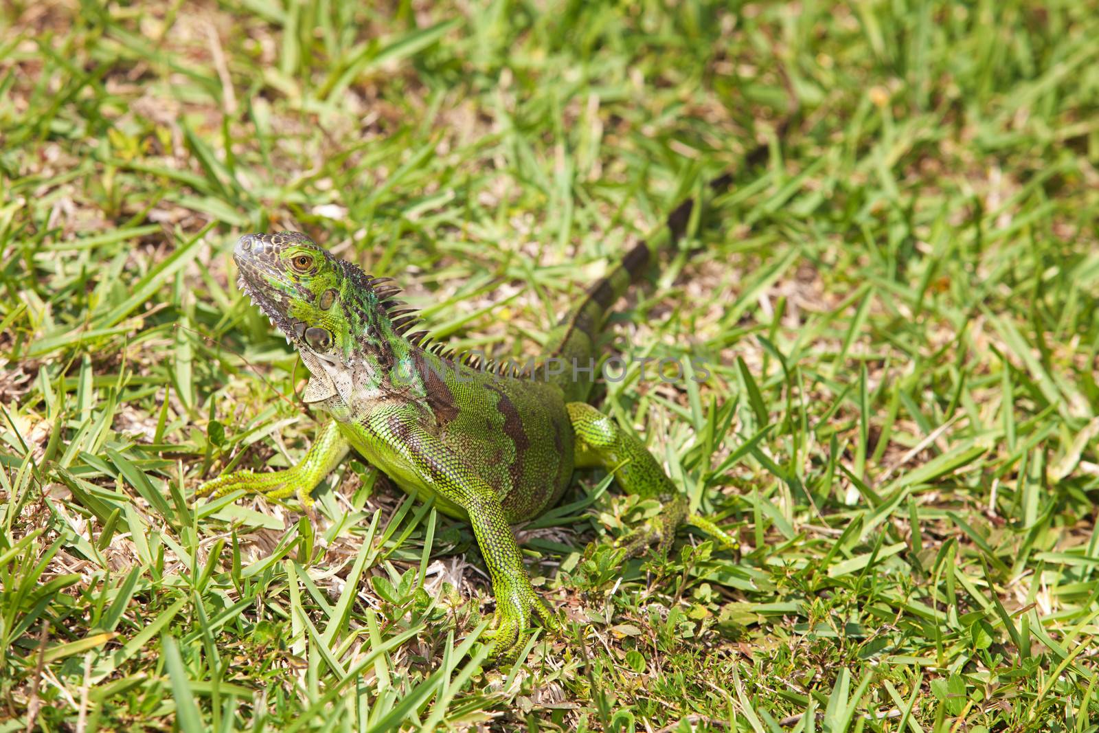 Camoflaged green carribean Iguana looking over