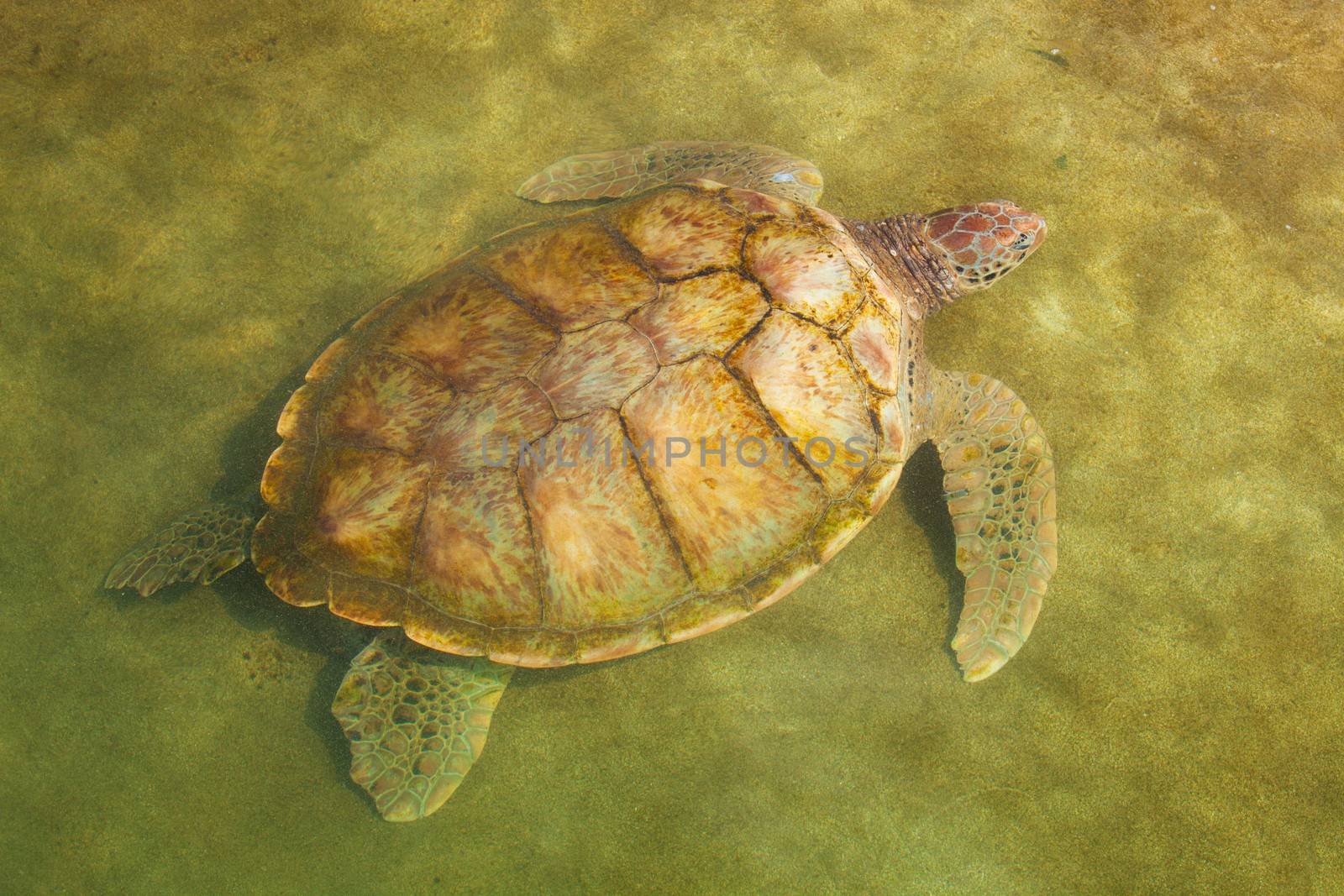 Large Carribean Sea Turtle near beach below water surface