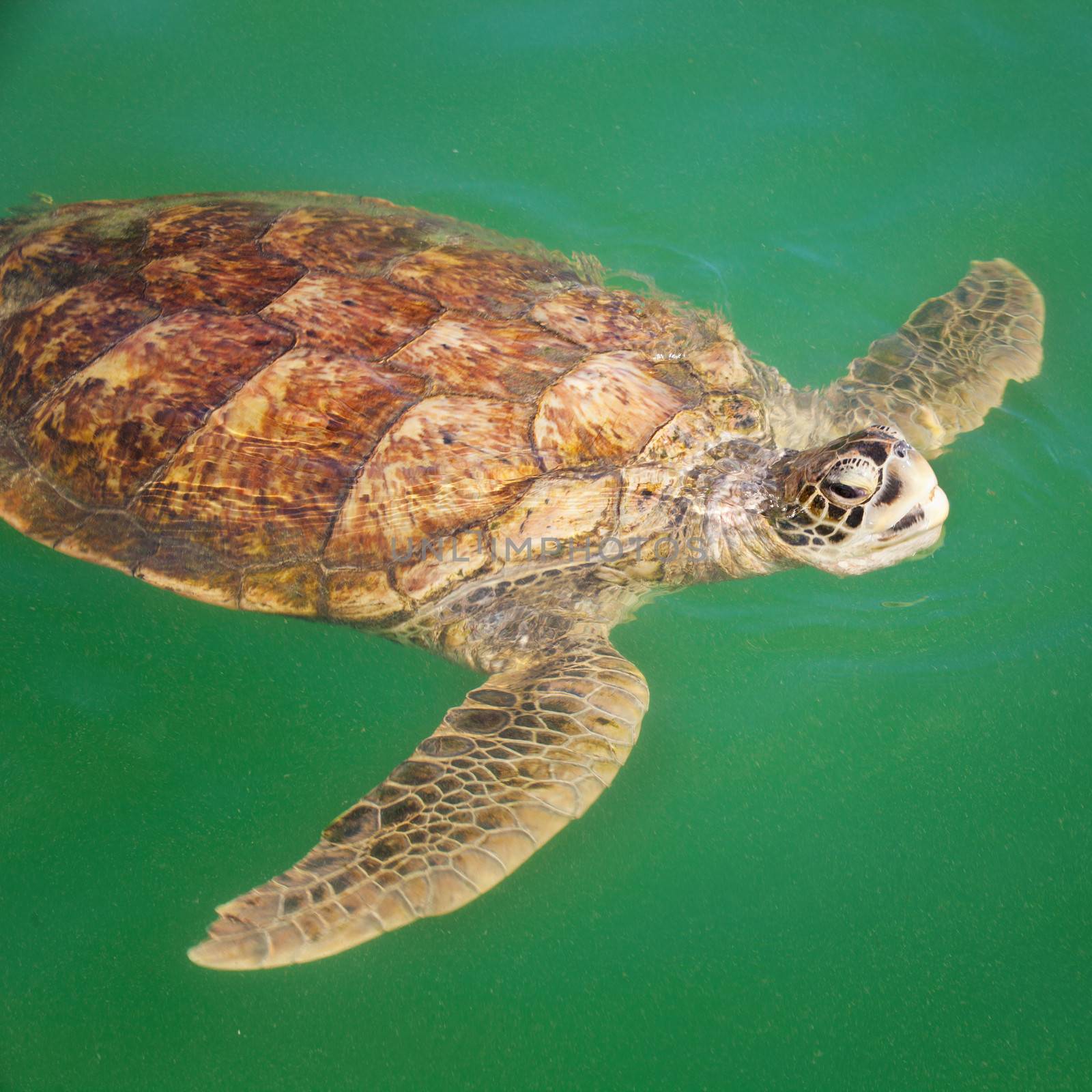 Large Carribean Sea Turtle at the surface of the ocean