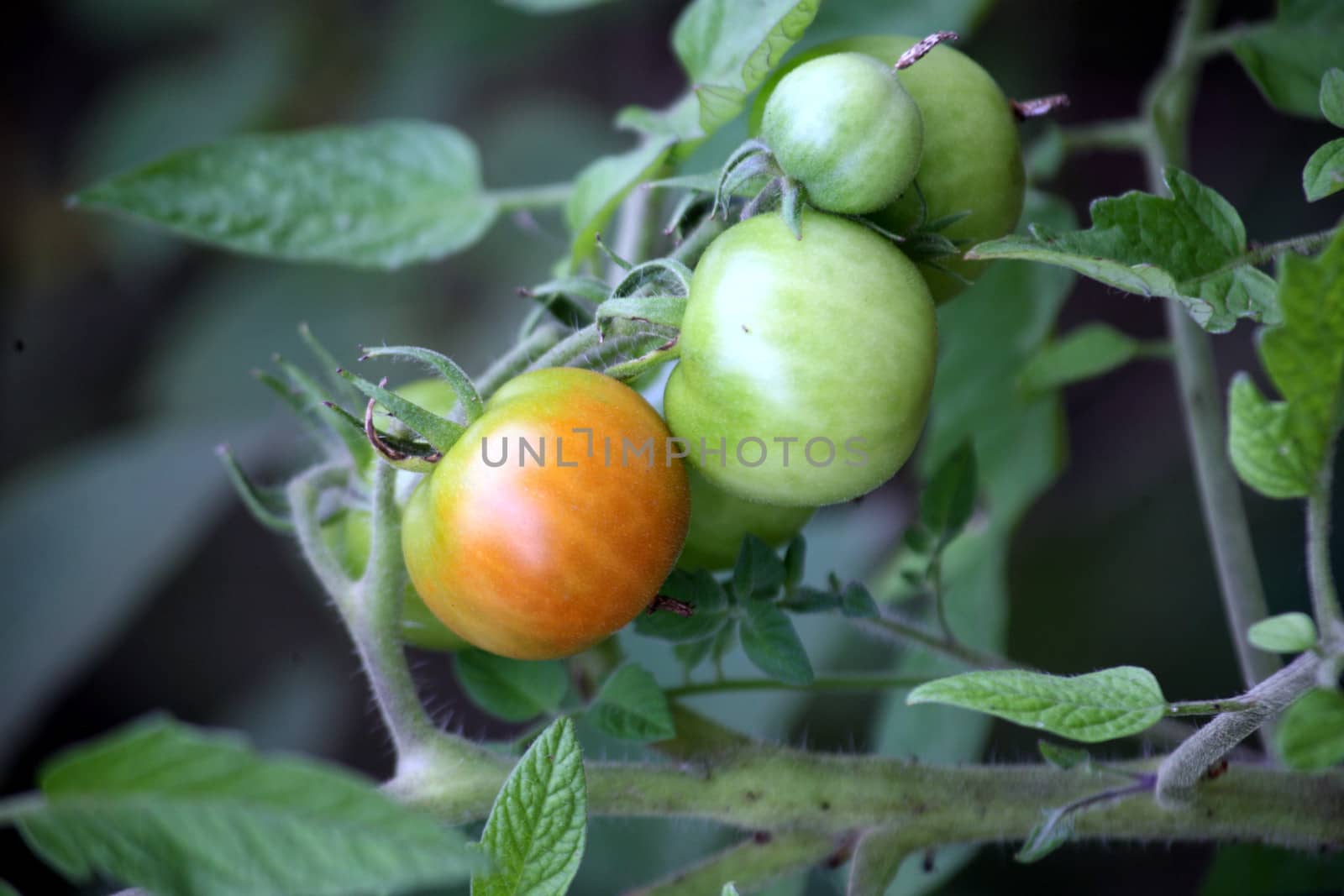 Tomatoes (Solanum lycopersicum) on a bush, red and green