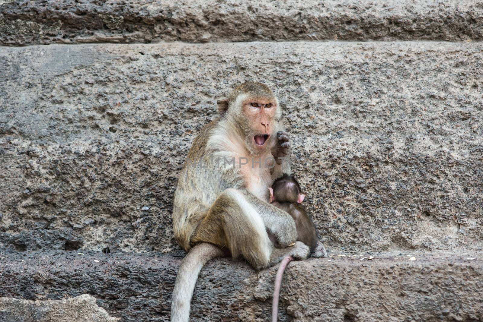 Thai asian wild monkey doing various activities, taken outdoor on a sunny day