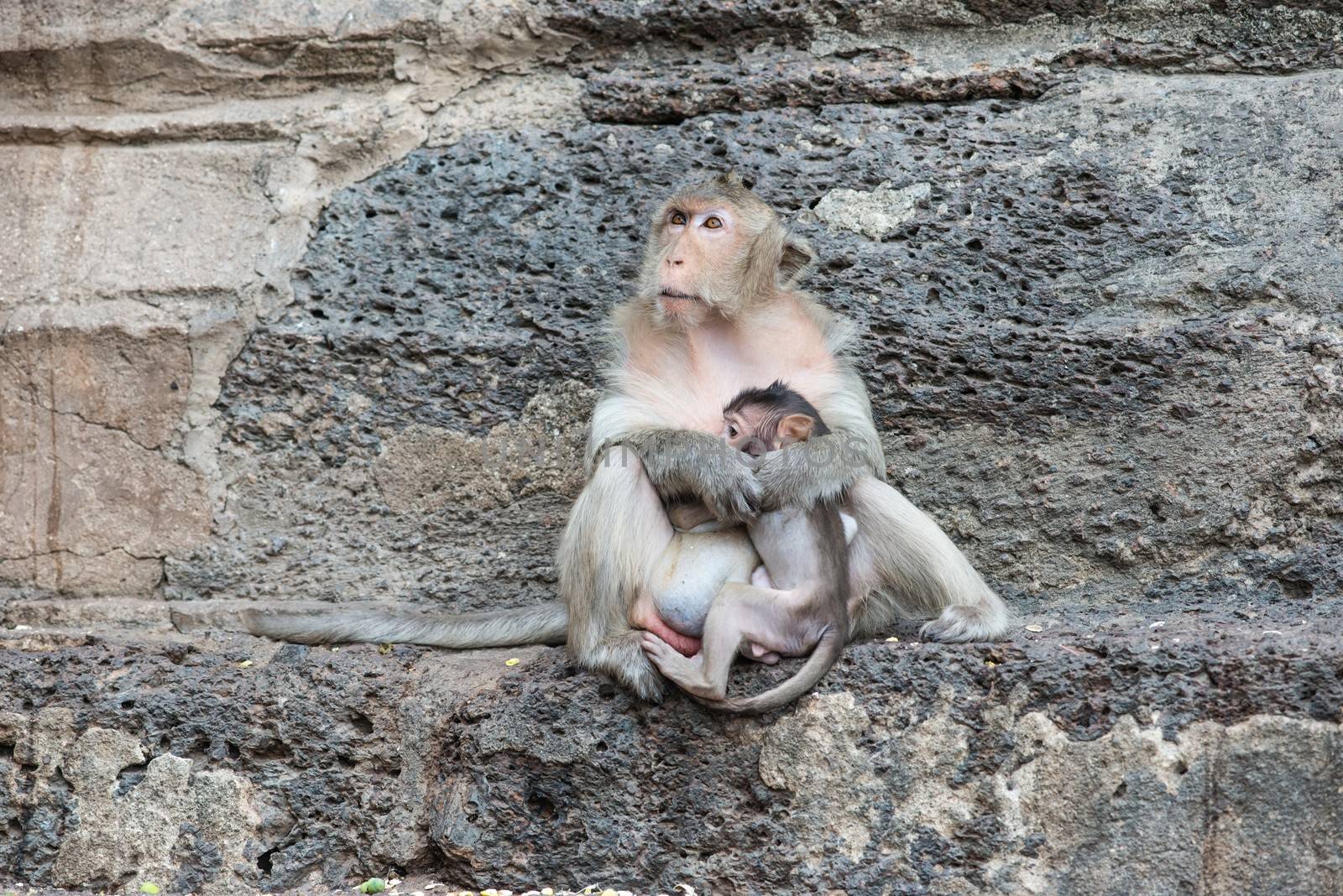 Thai asian wild monkey doing various activities, taken outdoor on a sunny day