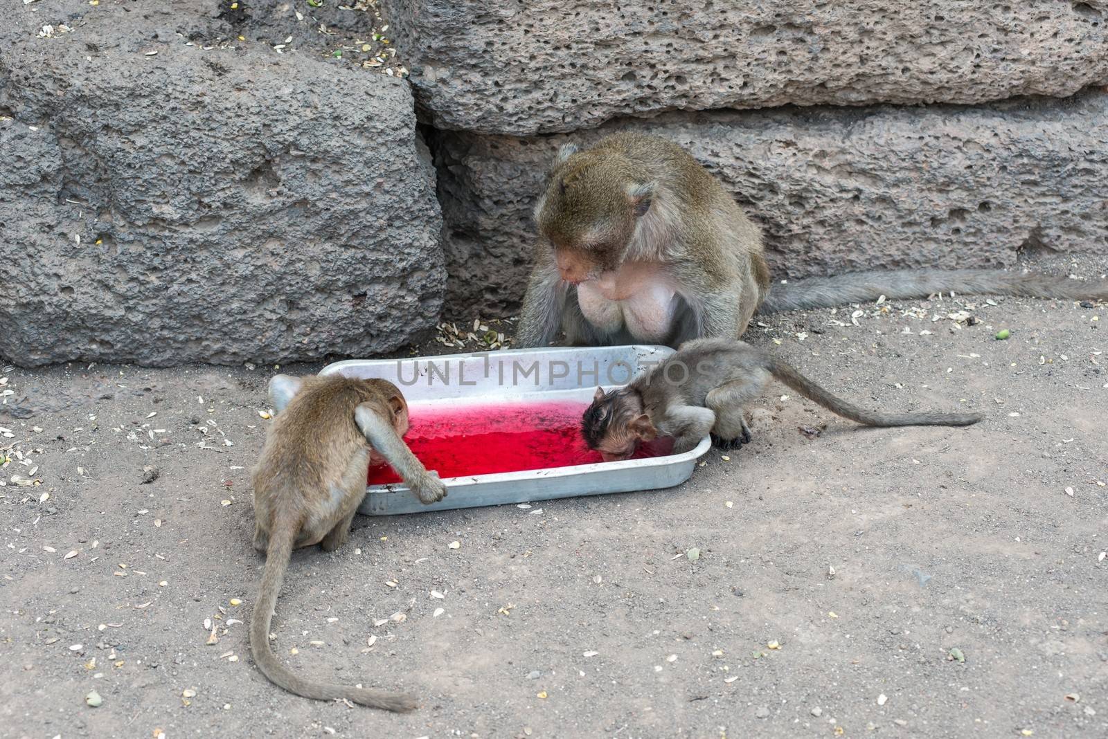 Thai asian wild monkey doing various activities, taken outdoor on a sunny day