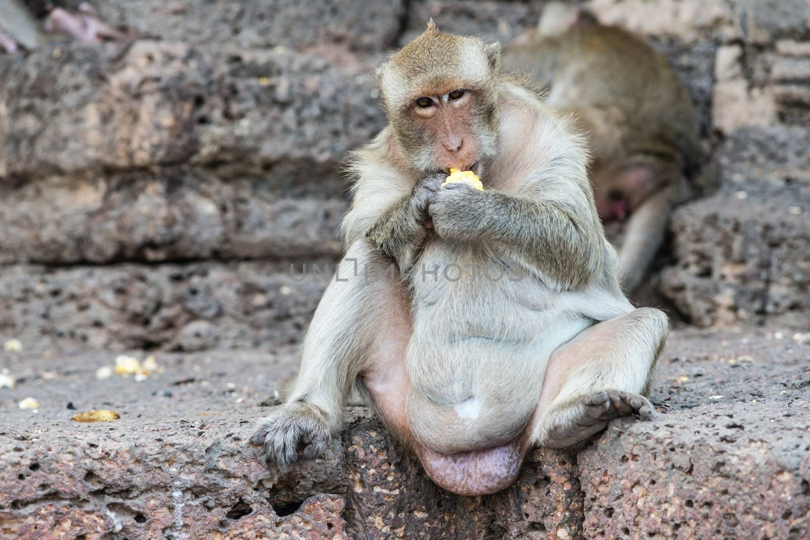 Thai asian wild monkey doing various activities, taken outdoor on a sunny day