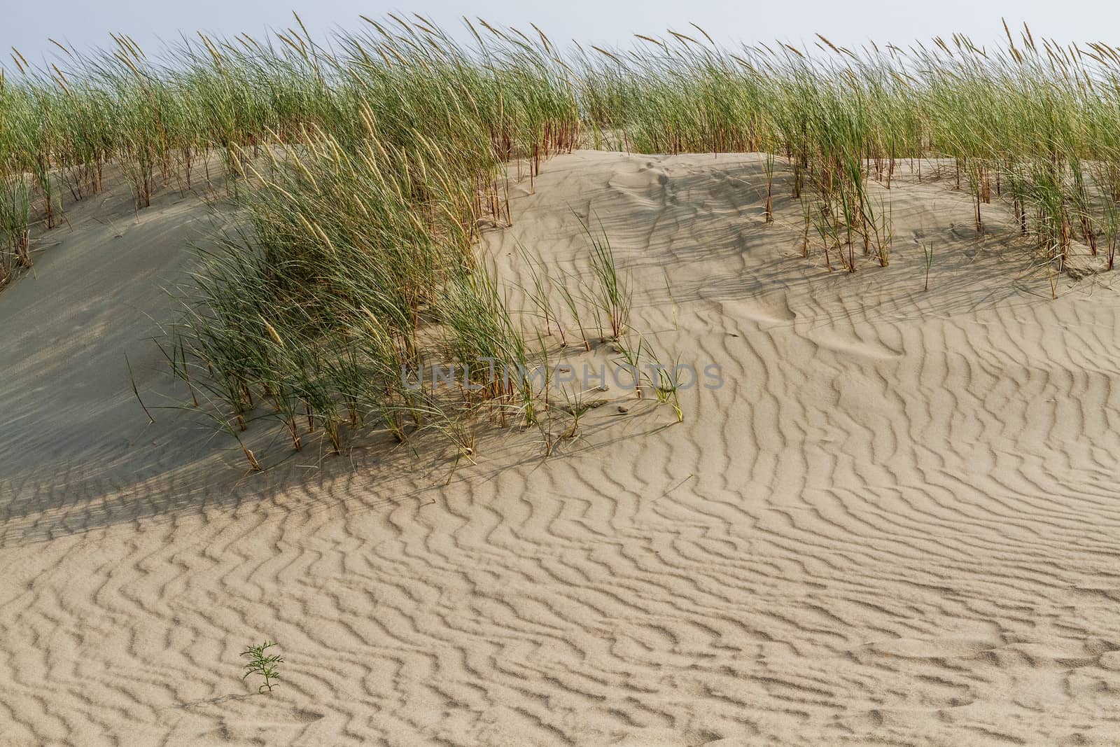 Sand dune with grass on a summer evening