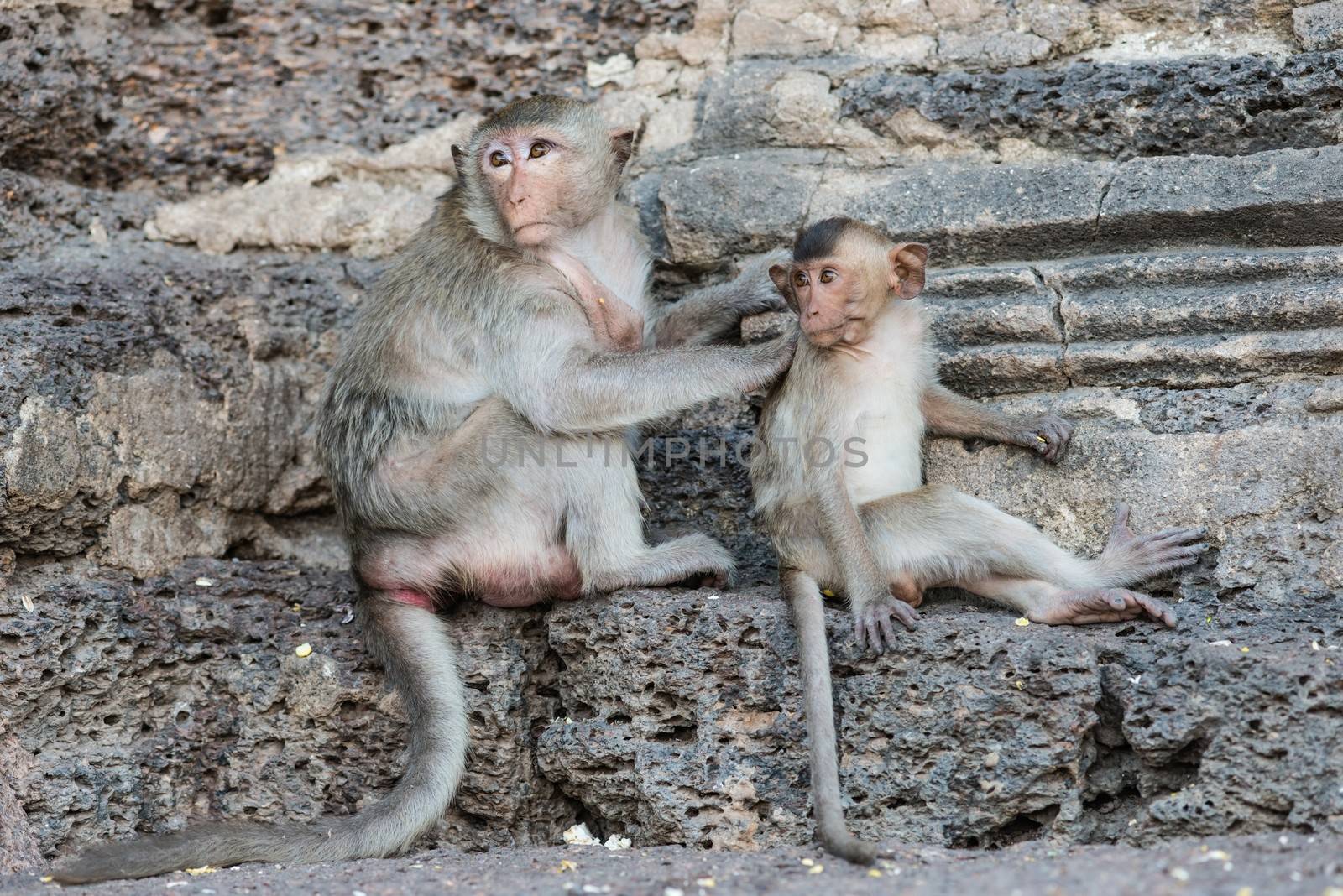 Thai asian wild monkey doing various activities, taken outdoor on a sunny day