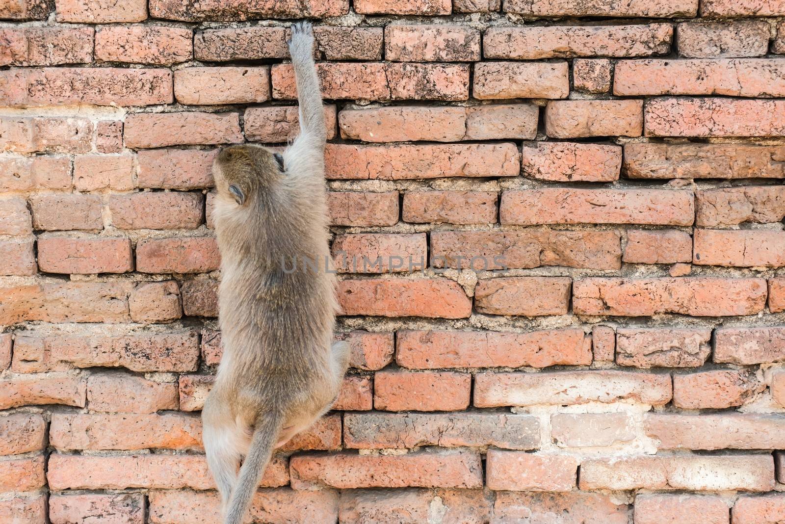 Thai asian wild monkey climbing on red brick wall by sasilsolutions