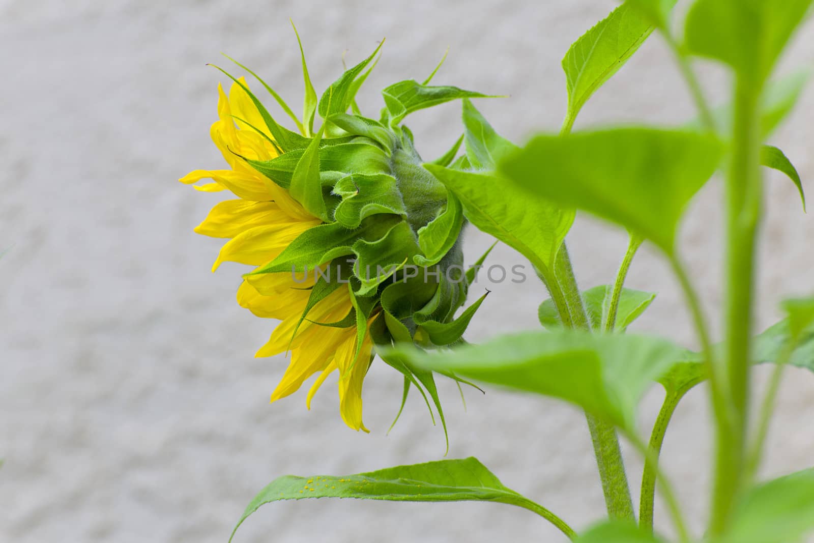 Single Sunflower Profile Facing Left