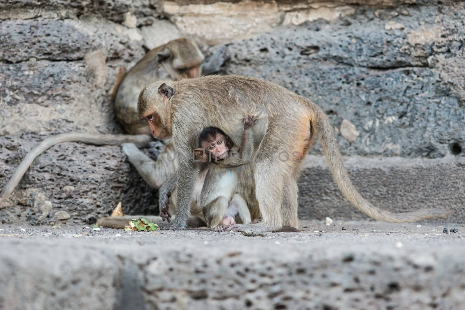 Thai asian wild monkey doing various activities by sasilsolutions