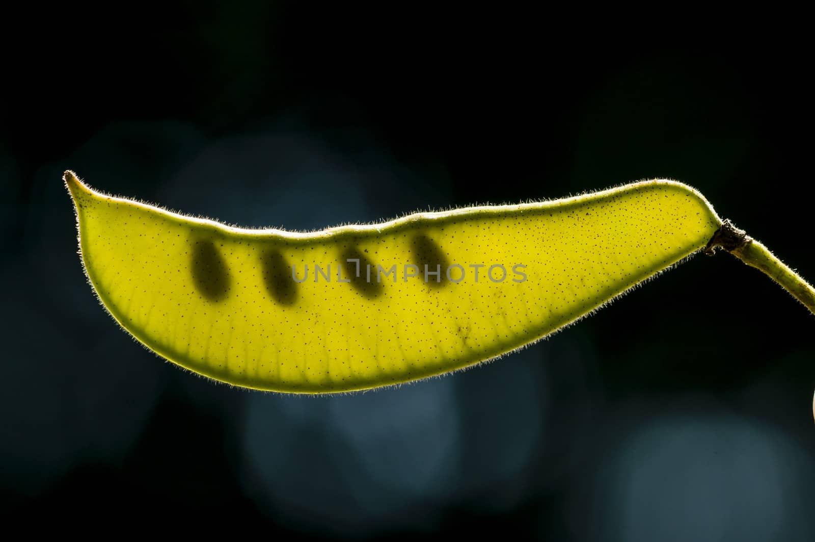 Seed pod in backlight of Mimosa plant