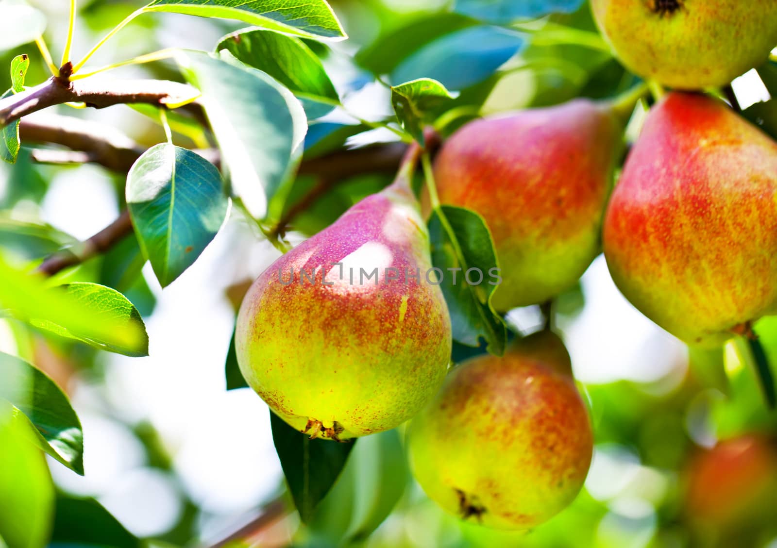 Beautiful pears on branch by RawGroup