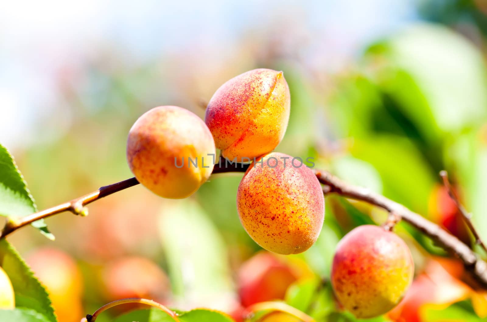 Ripe apricots on a branch among green leaves in summer