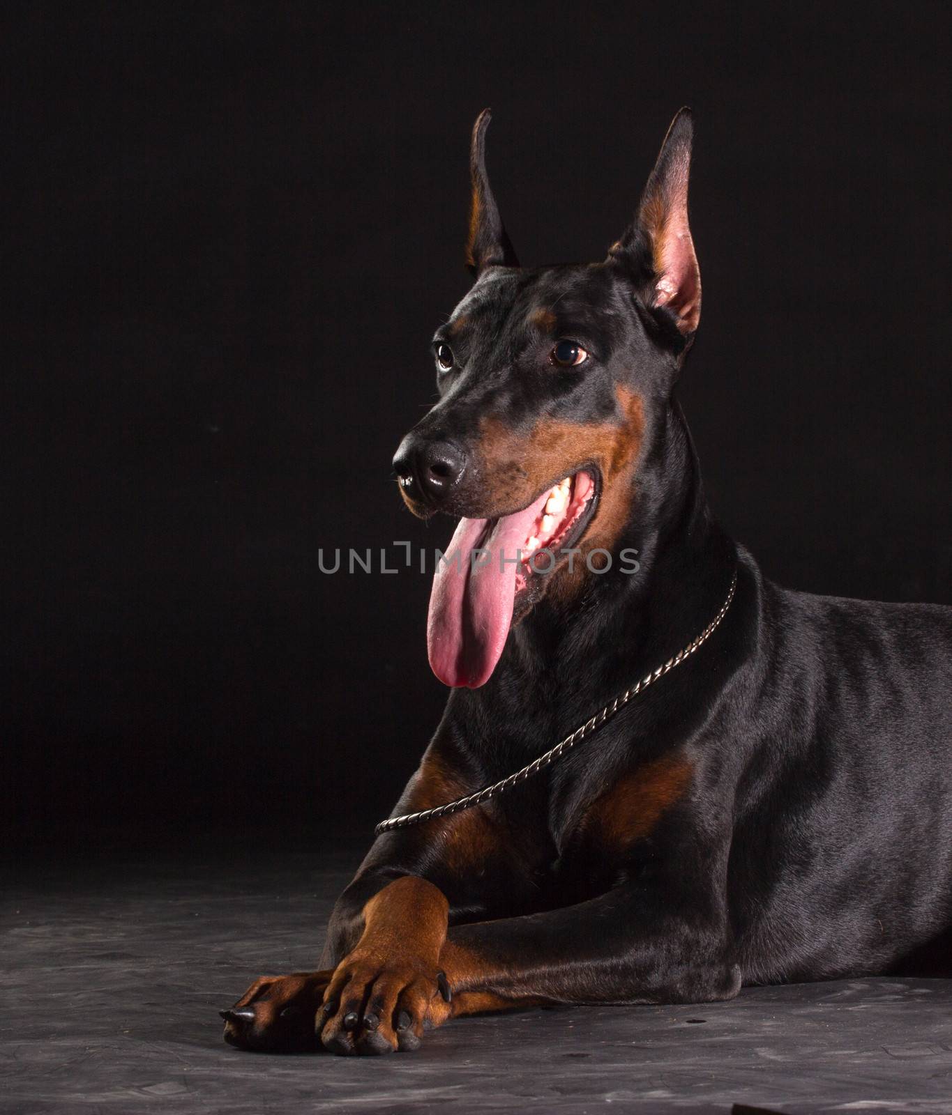 doberman Pinscher portrait on black.Studio shot of female dog.