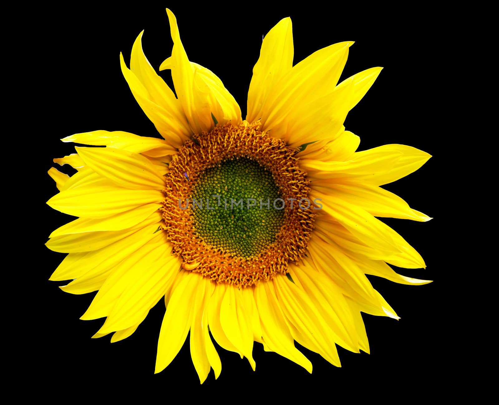 Sunflower on black background by cobol1964