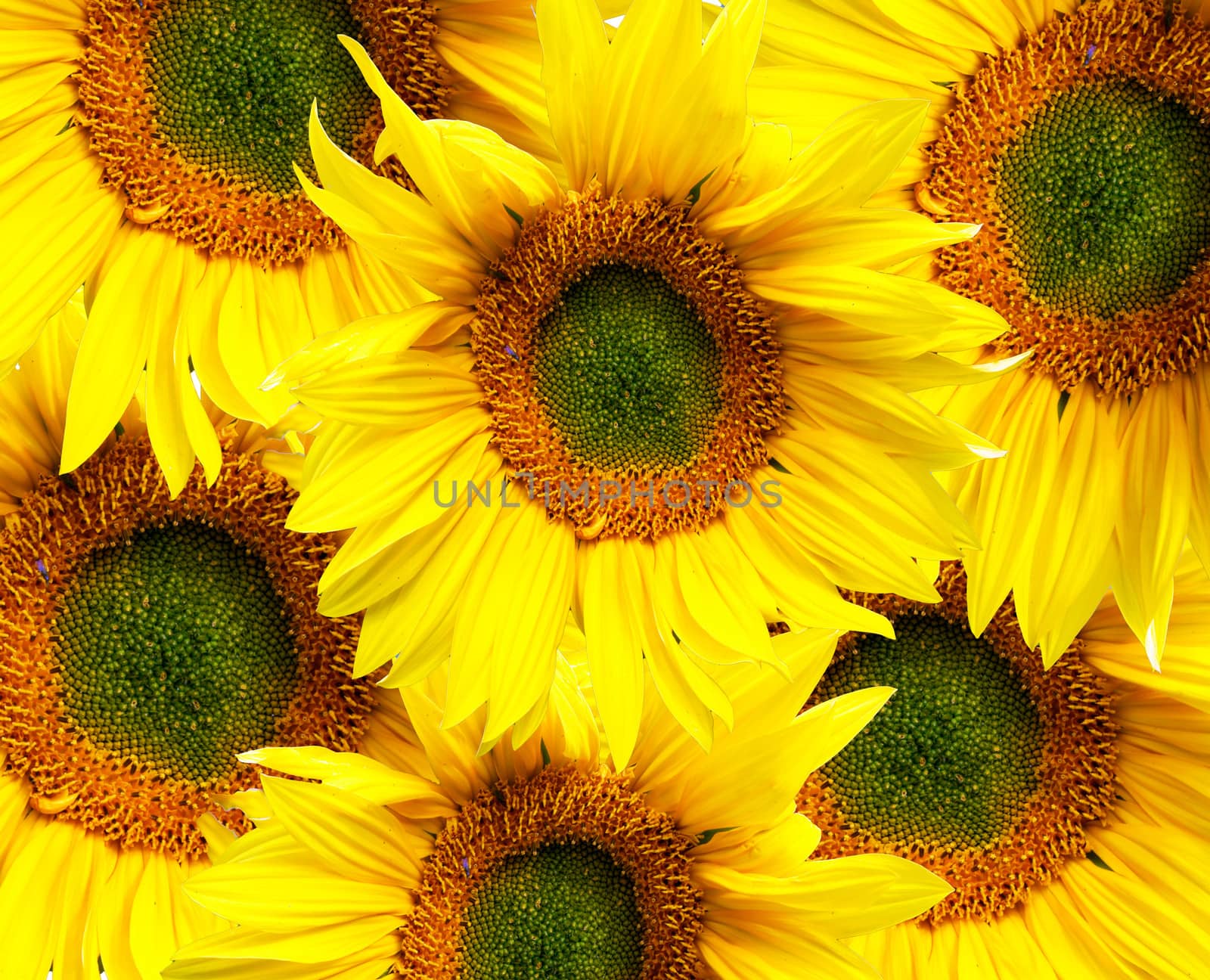 Sunflower background. by cobol1964