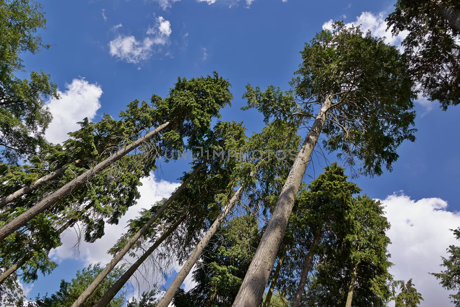 Tall trees outdoors nature forest with clear blue sky background