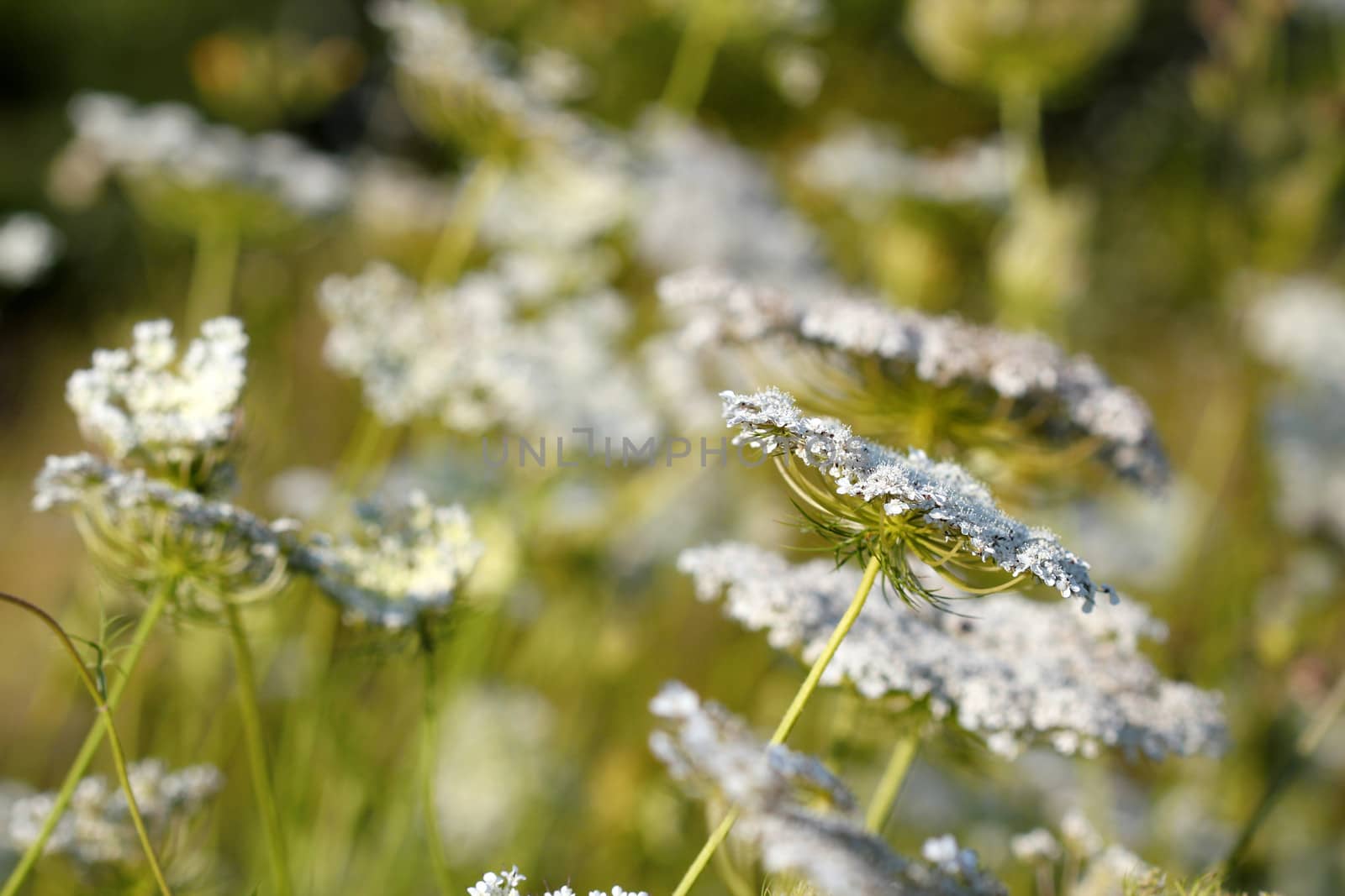 white wild flowers meadow nature background  by goce