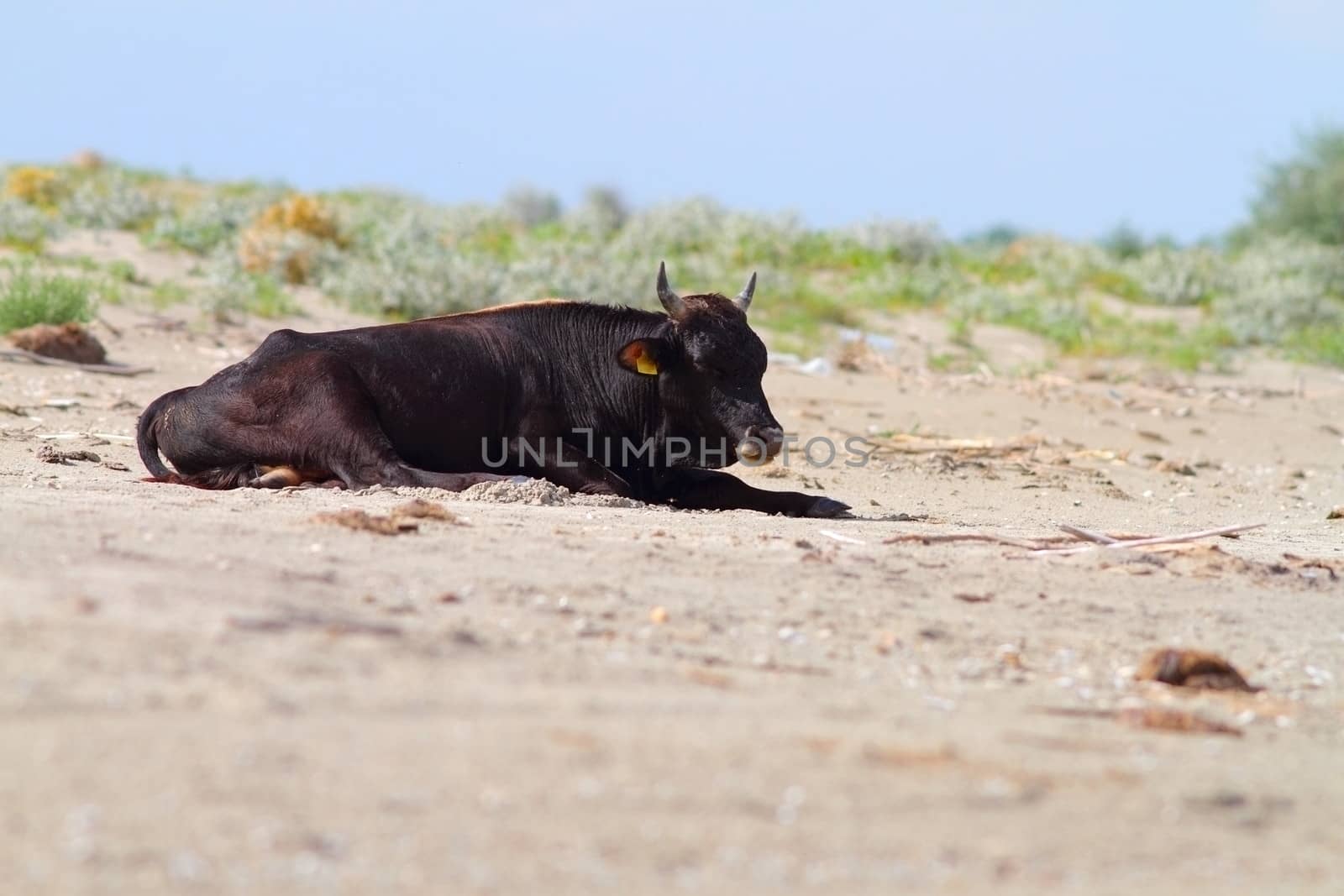 Big black bull standing on the wild beach of Sfantu Gheorghe, Danube Delta. The people let the cows in the wild for the summer