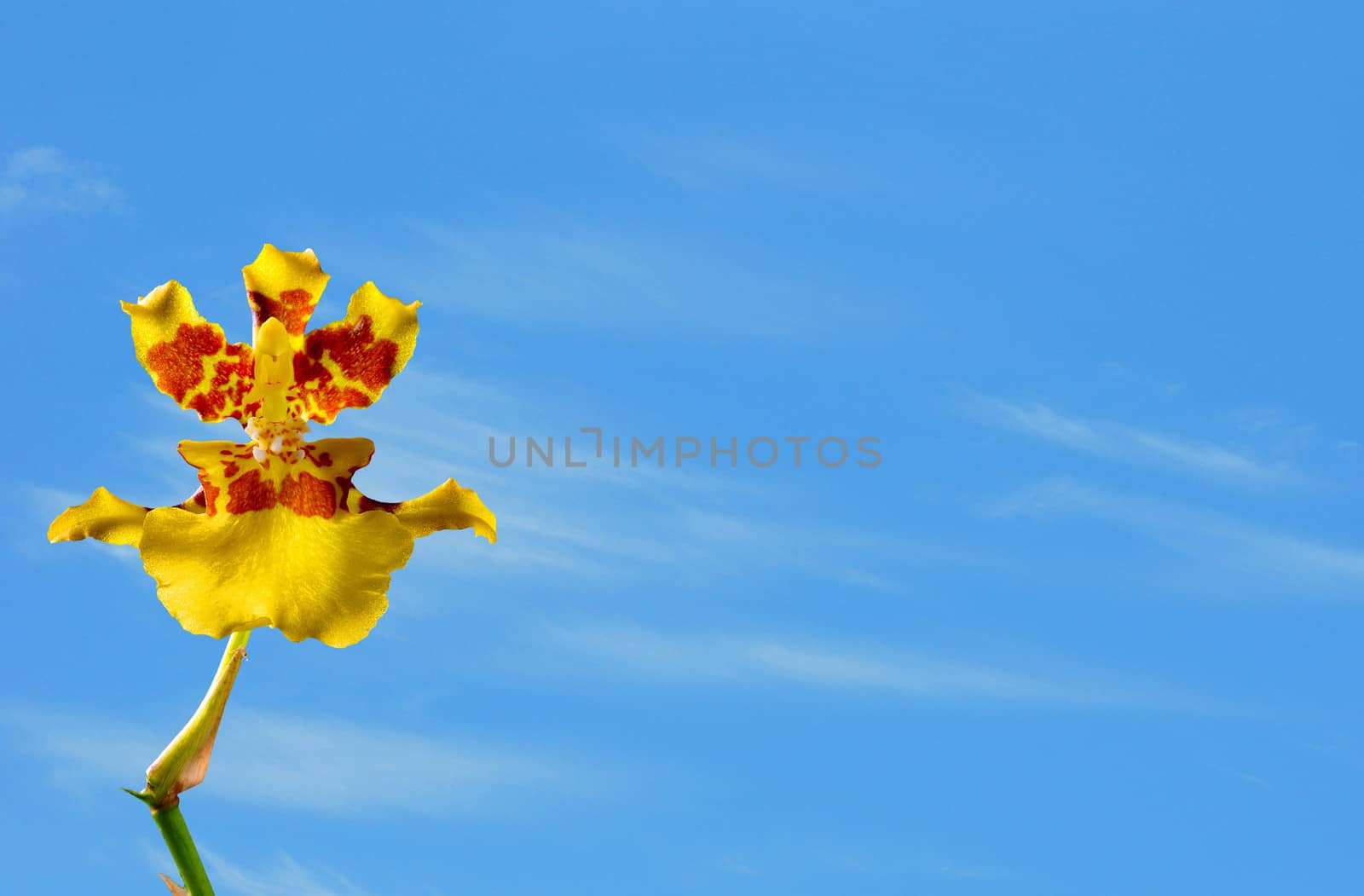 yellow orchid flower and blue sky by ftlaudgirl