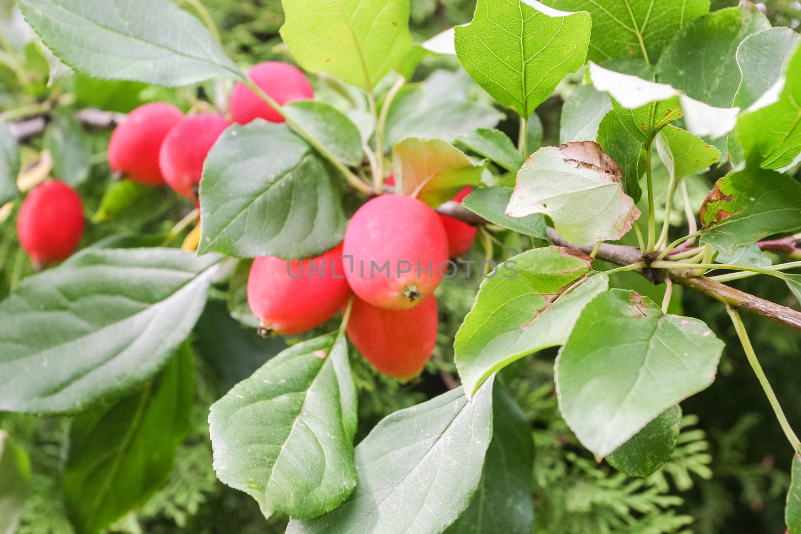 Any of the wild varieties of apple tree, genus Malus, which generally yield small, bitter fruit