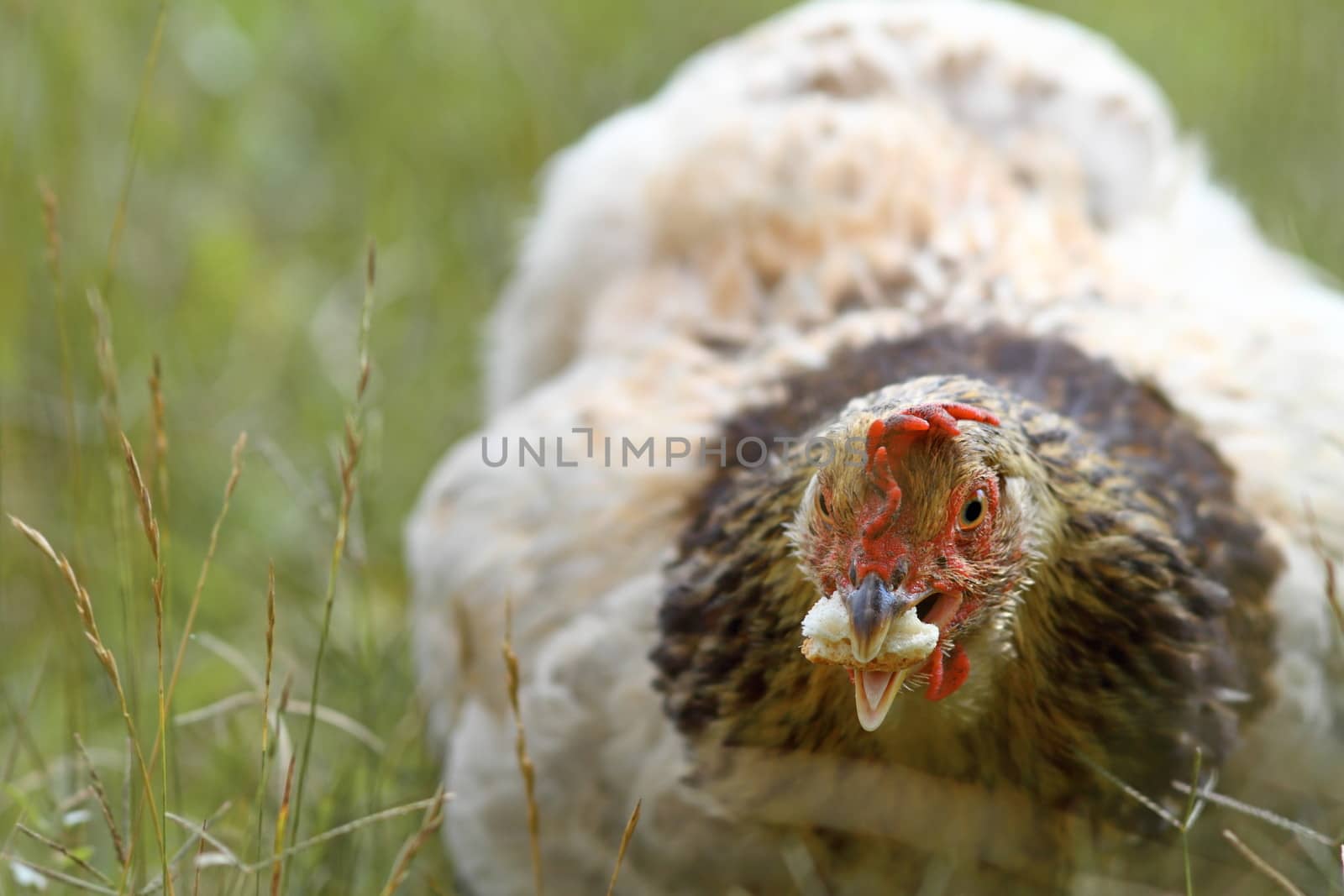 closeup hen eating a piece of bread, hiding in the big grass