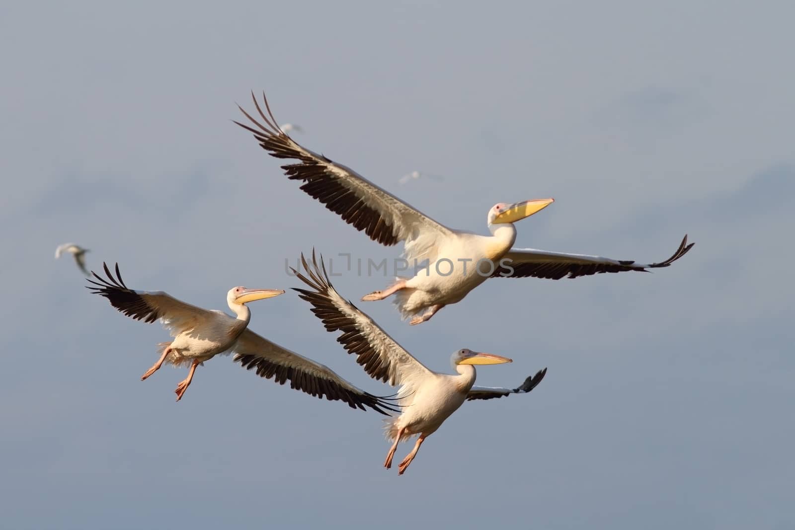 flock of pelicans in flight near Sahalin , Danube Delta