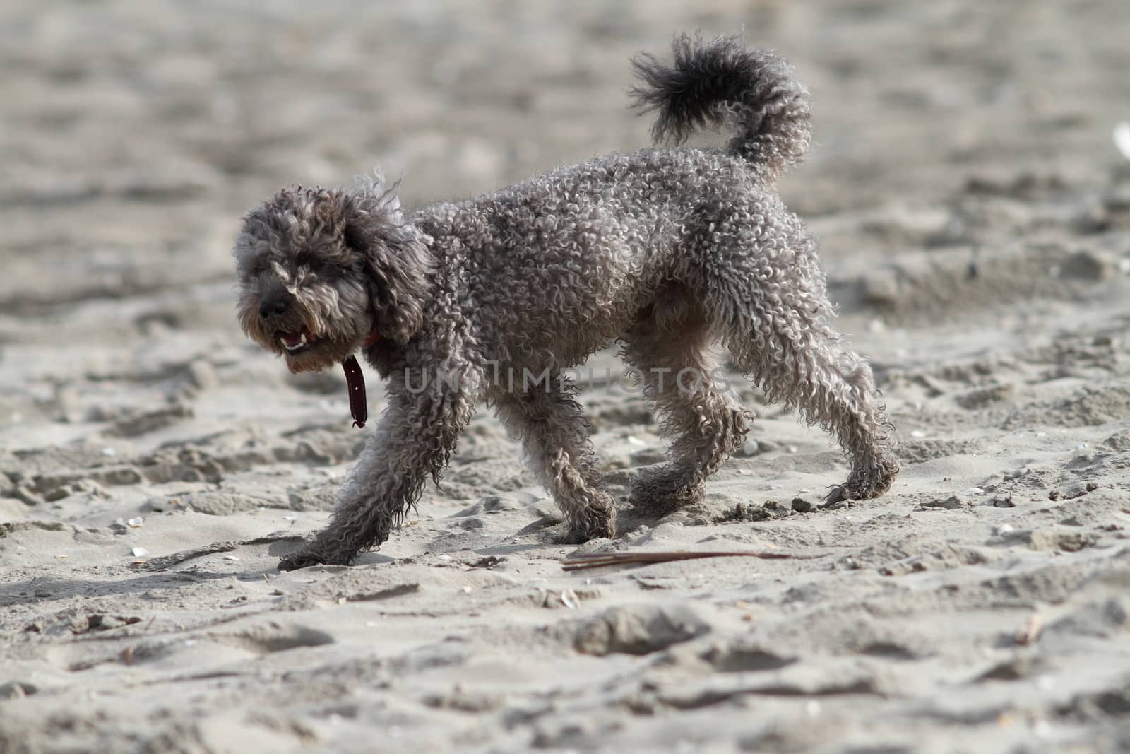 gray poodle walking on the sand of the beach