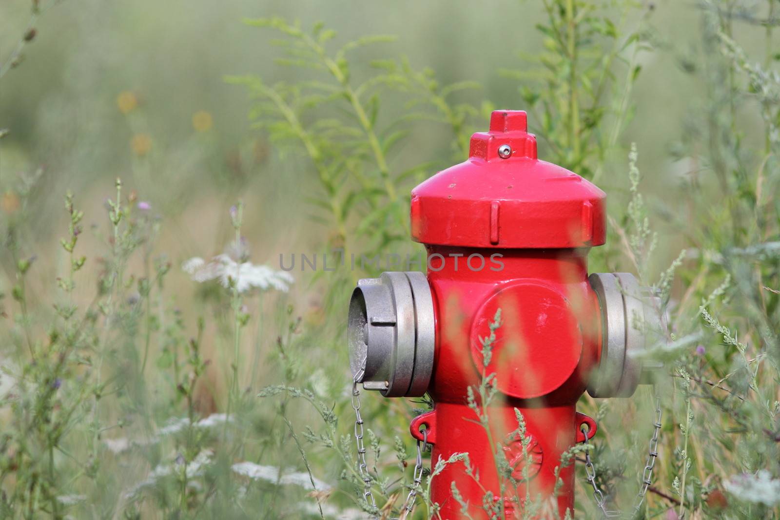 red hydrant being eaten by the wild plants growing nearby