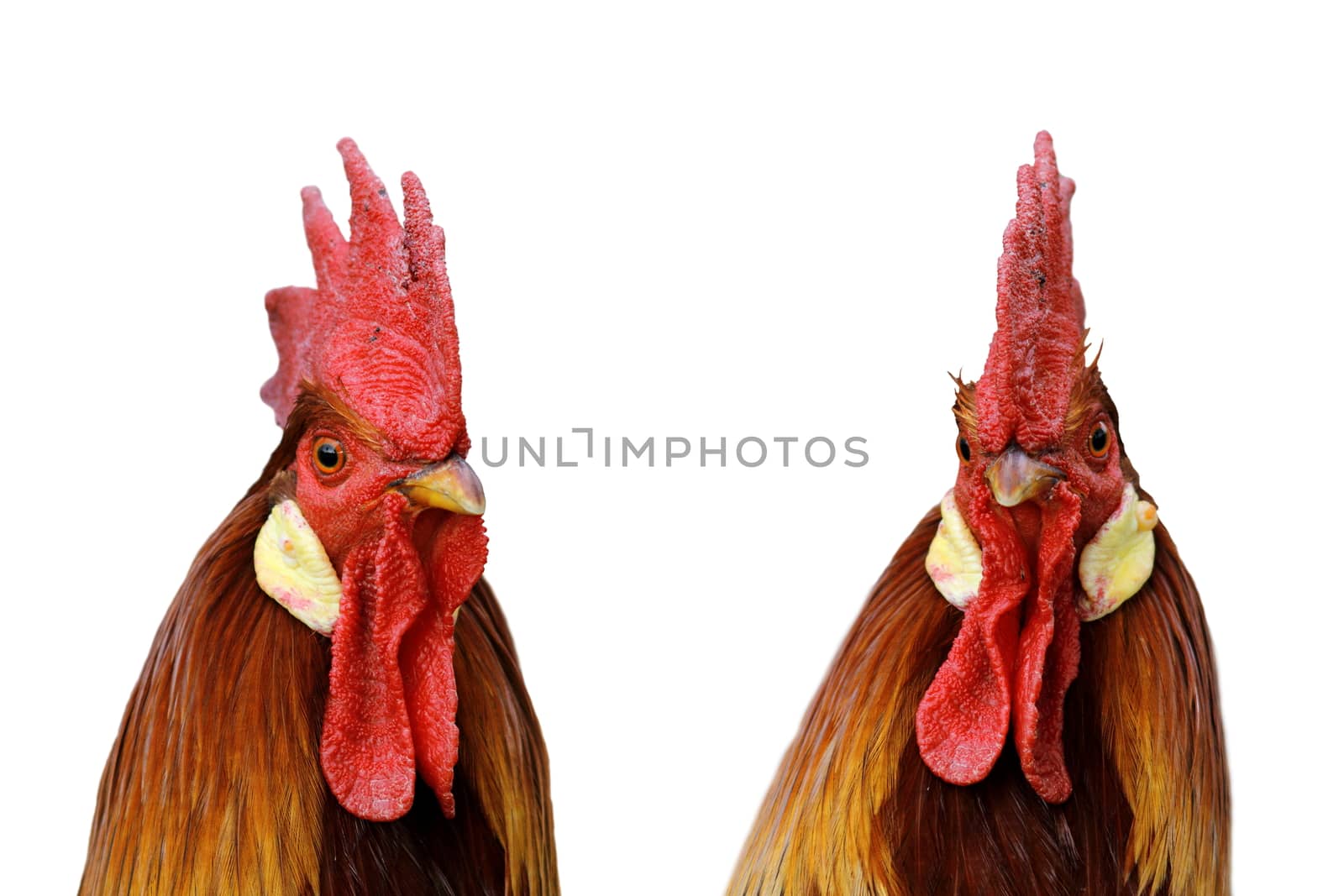 beautiful big rooster portrait isolated over white background - two views