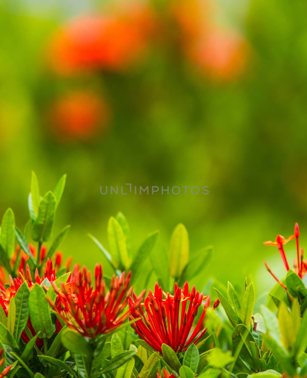 Red flower Ixora by liewluck