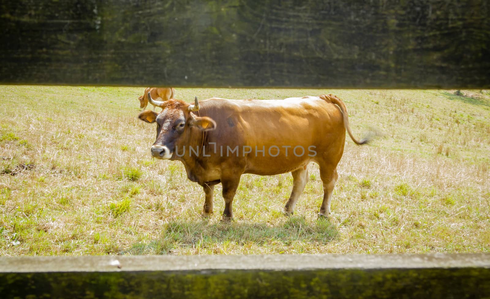 Brown cows grazing on a  meadow behind a fence by doble.d