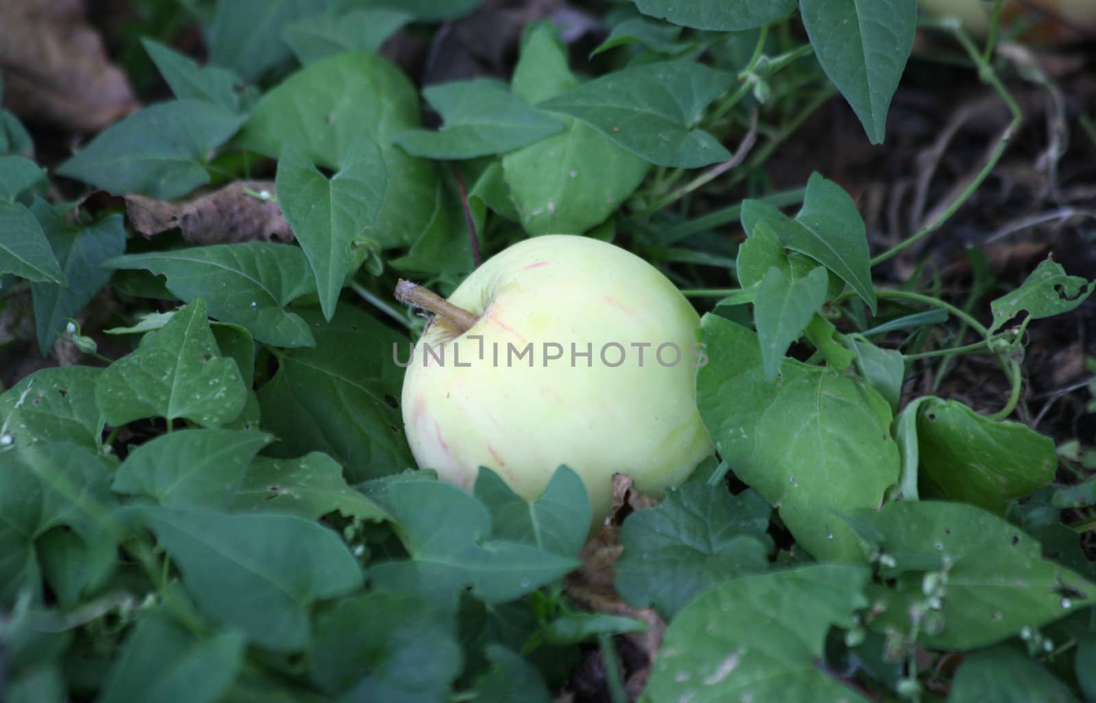 August apple fallen off tree at harvest time