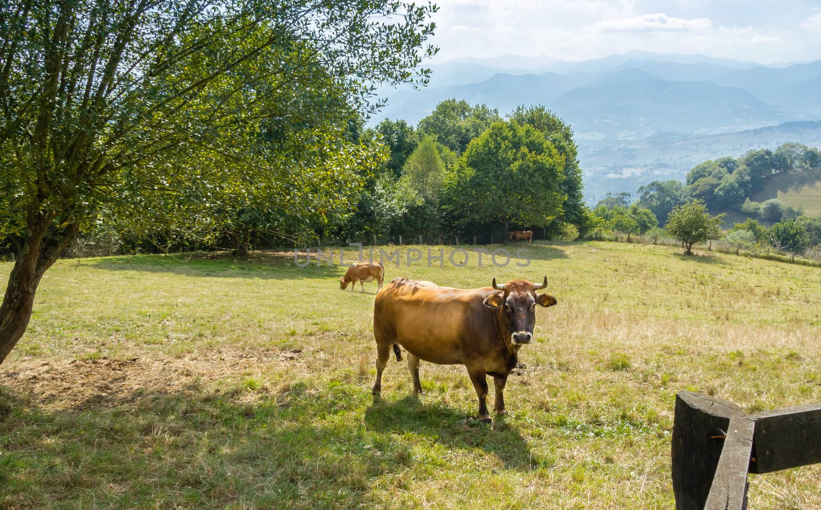 Brown cows grazing on a  meadow by doble.d