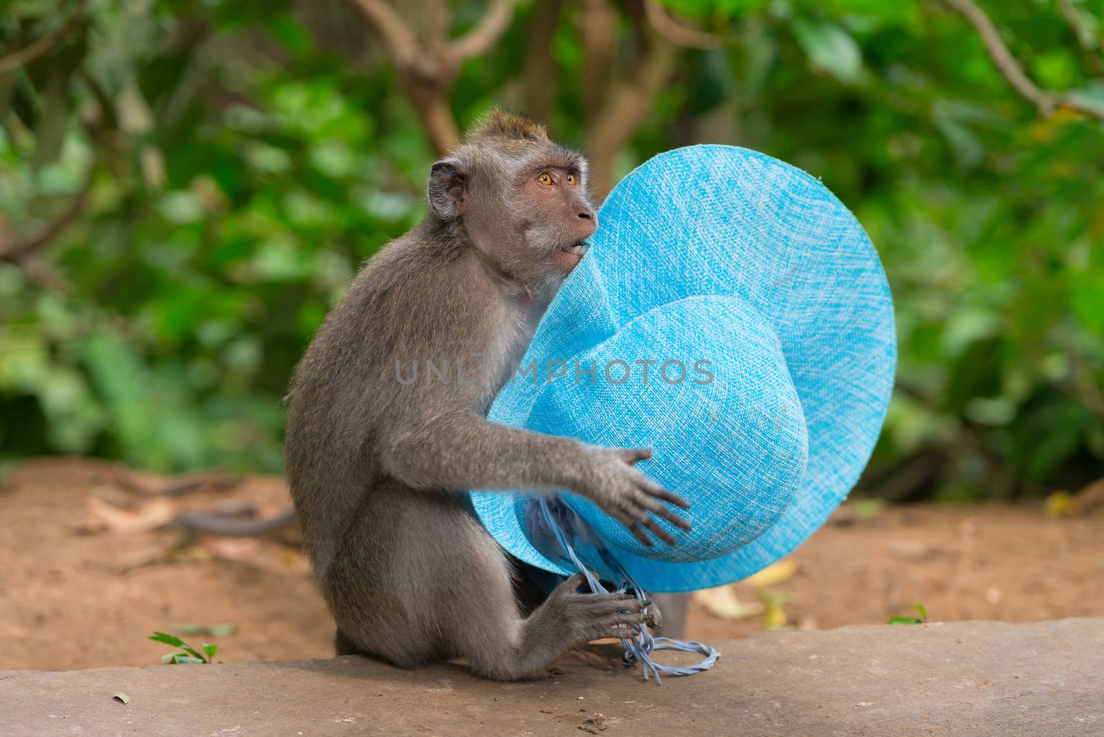 Playful monkey macaque thief with blue female hat stolen from a carefree tourist