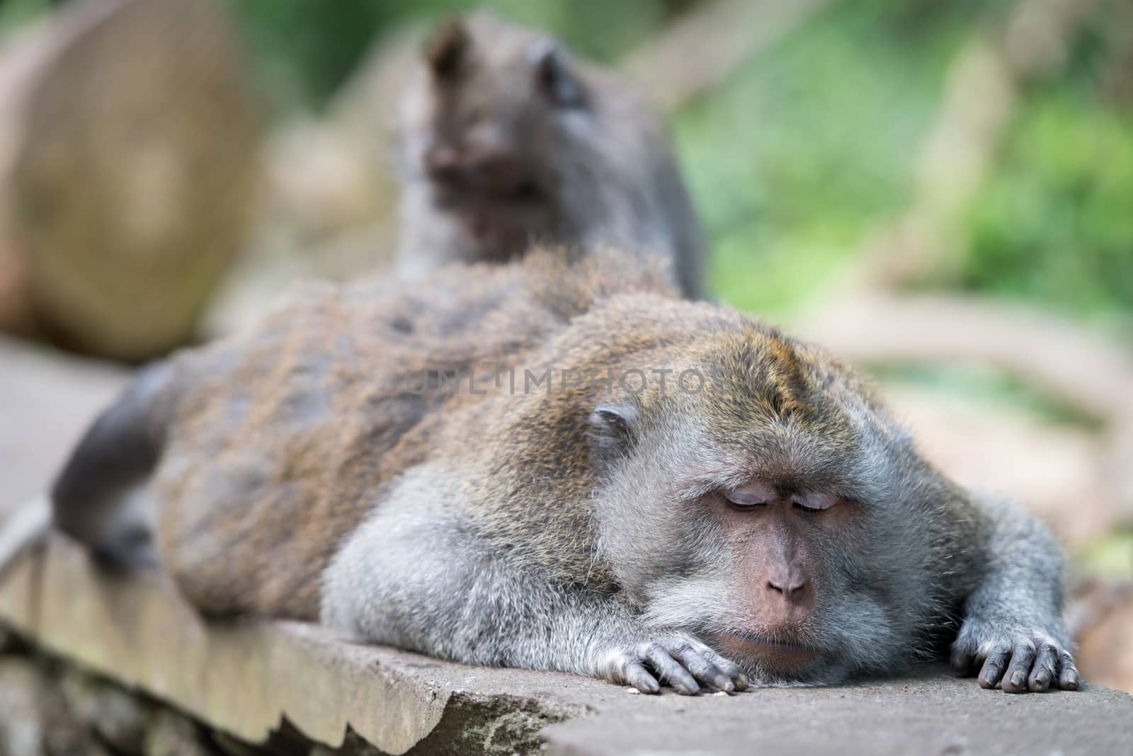 Grooming of resting or sleeping wild big monkey leader with close eyes