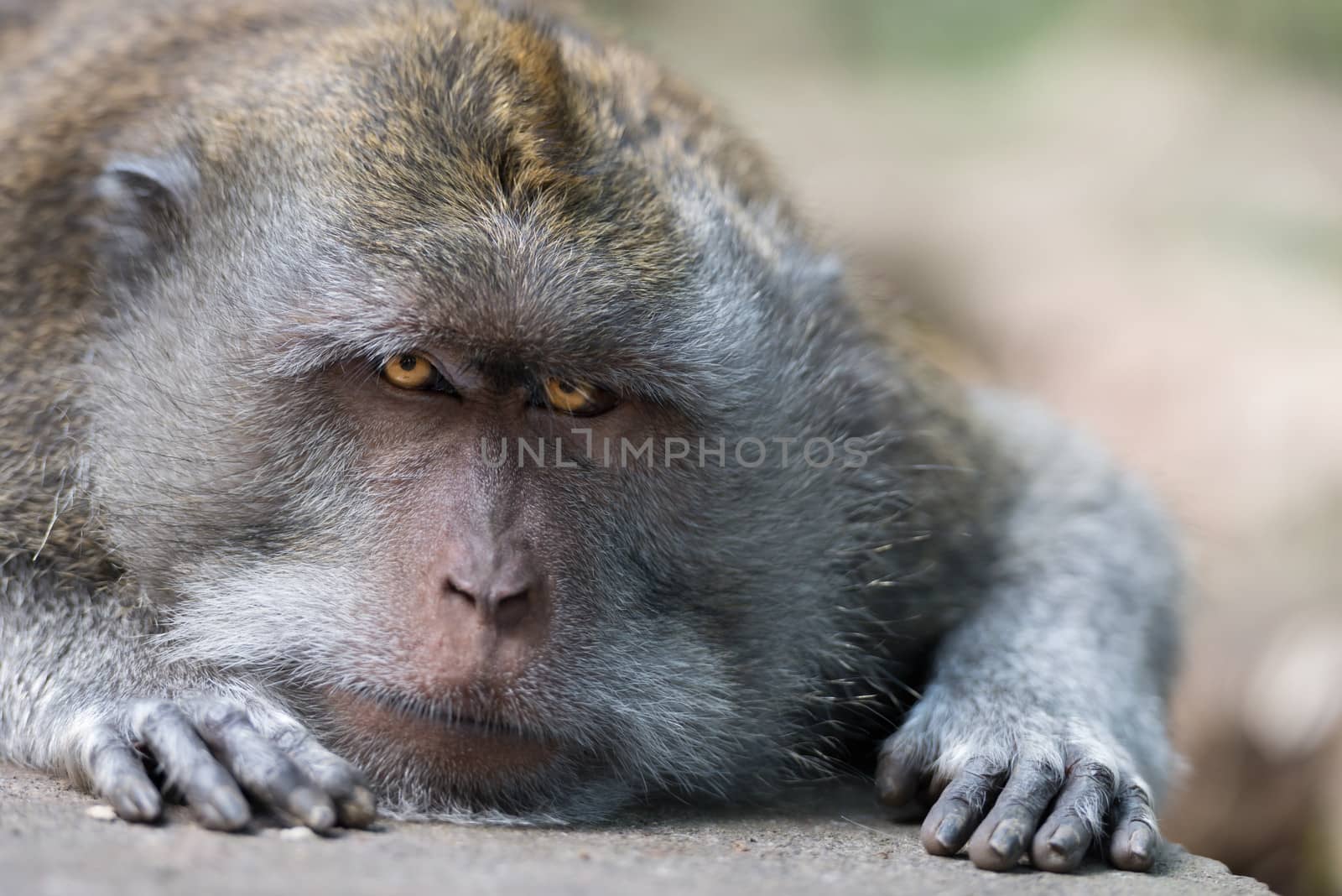 Intent and strict look of resting wild big monkey leader