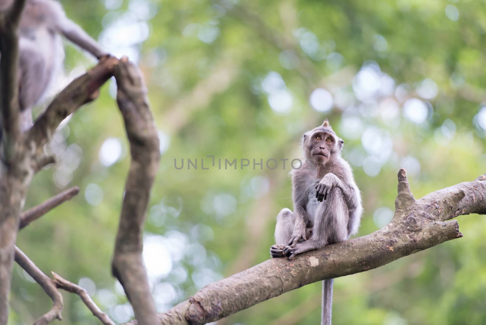 Lonely monkey macaque on tree branch in green forest
