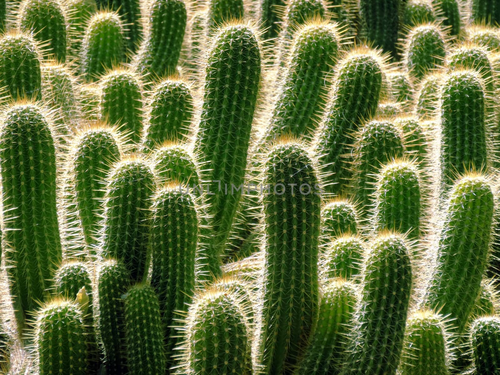 Several cactus with bright spines