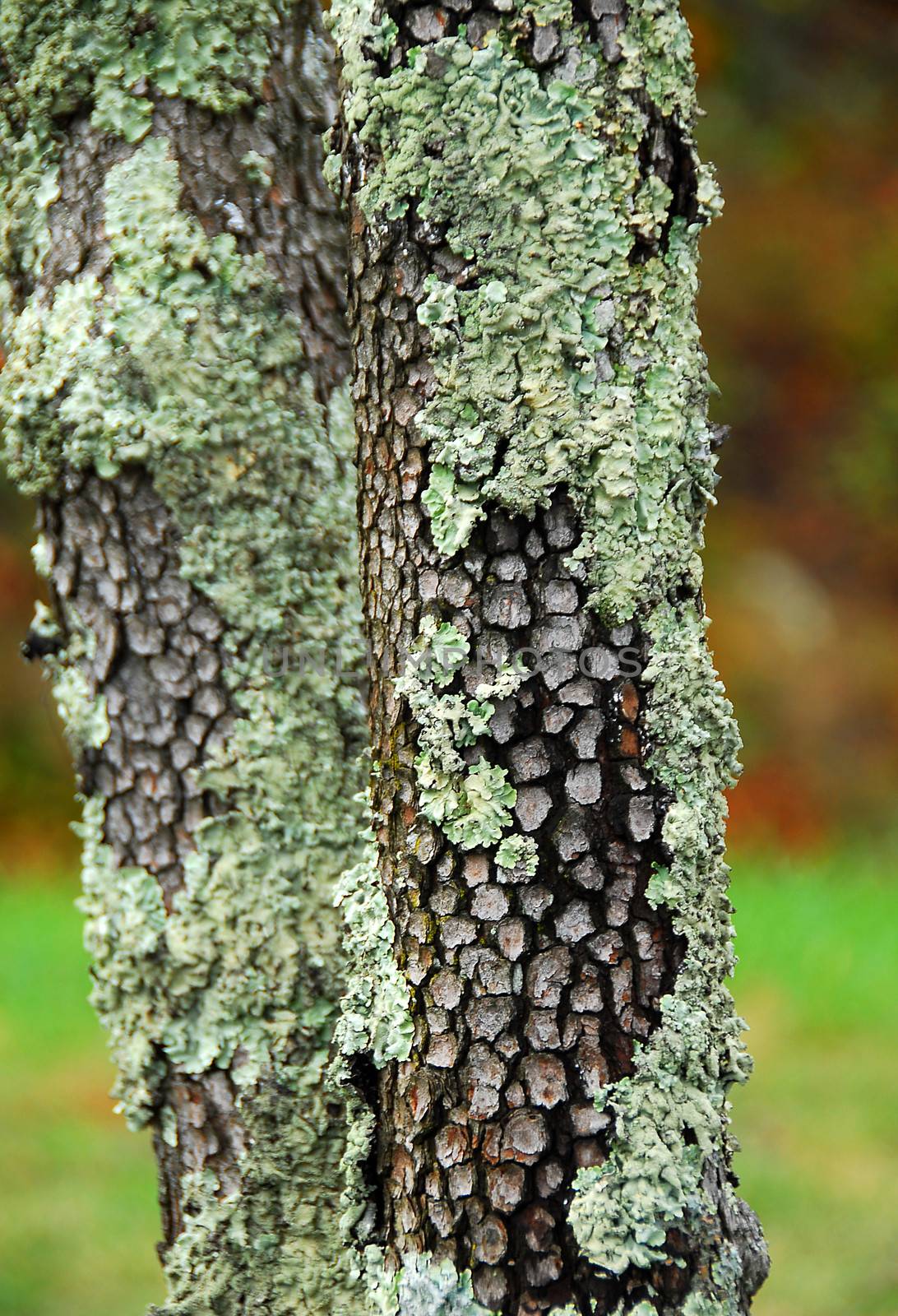 green Lichen growing on a tree trunk
