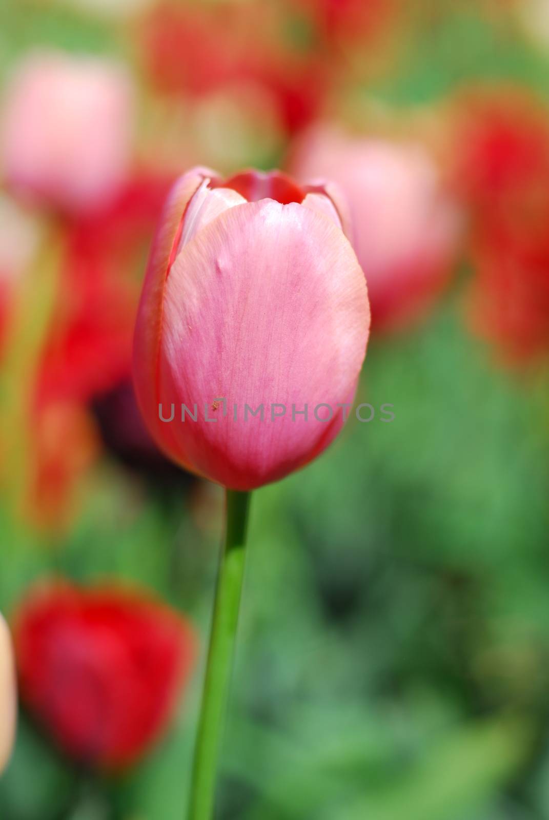 pink tulip flower in bloom in spring