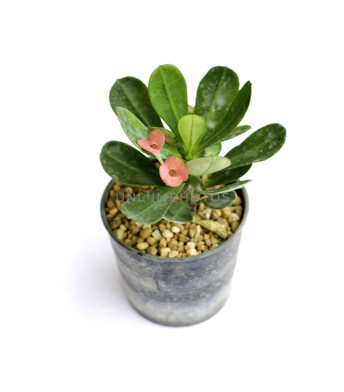 Flower pot isolated on white background 