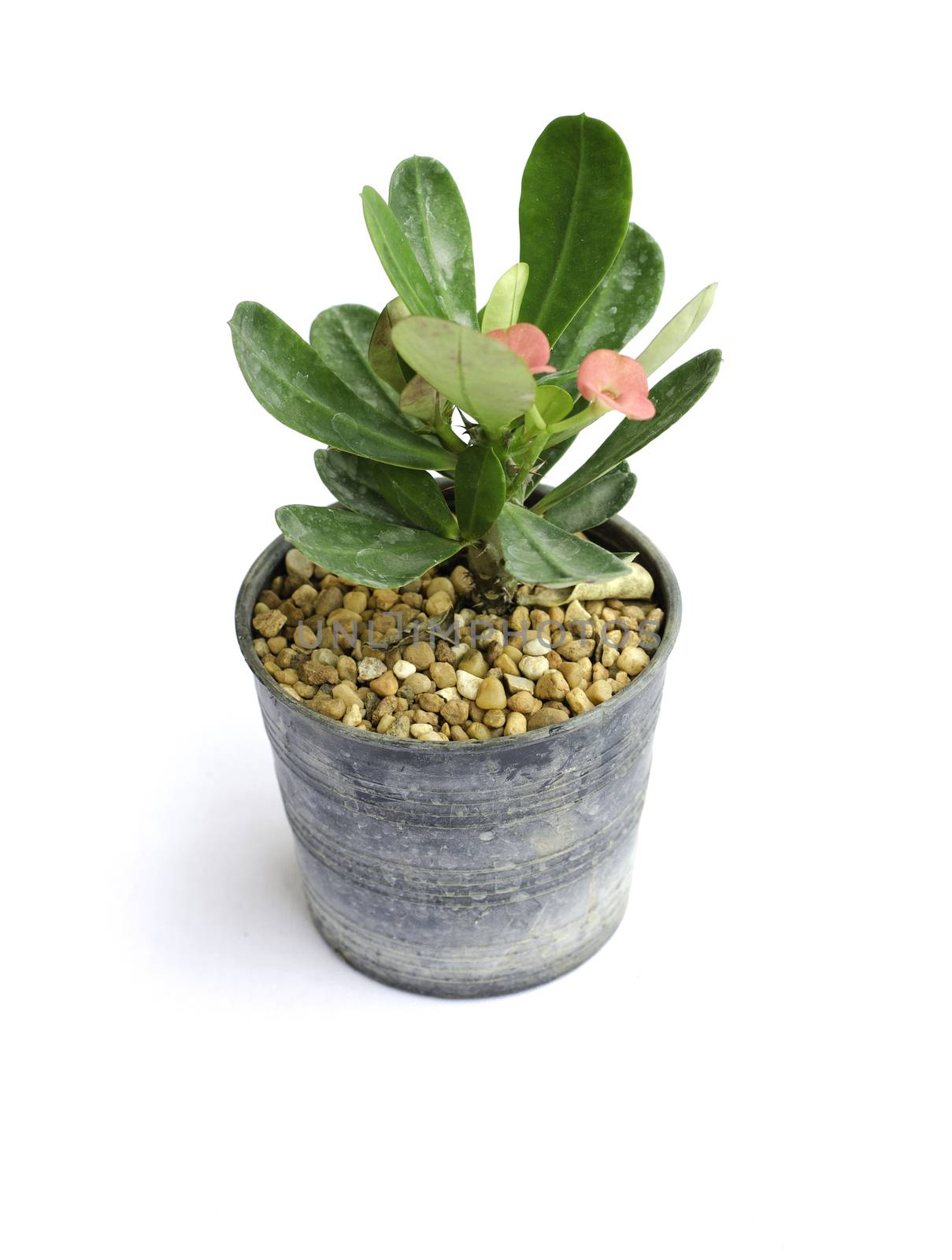 Small flower pot on white background 