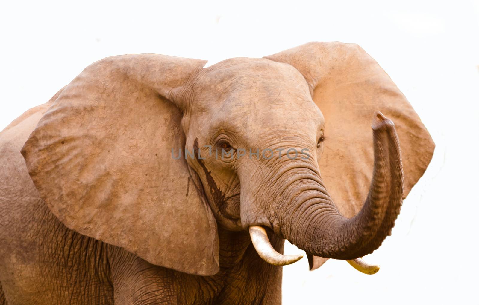 Wild African elephant with it's trunk raised