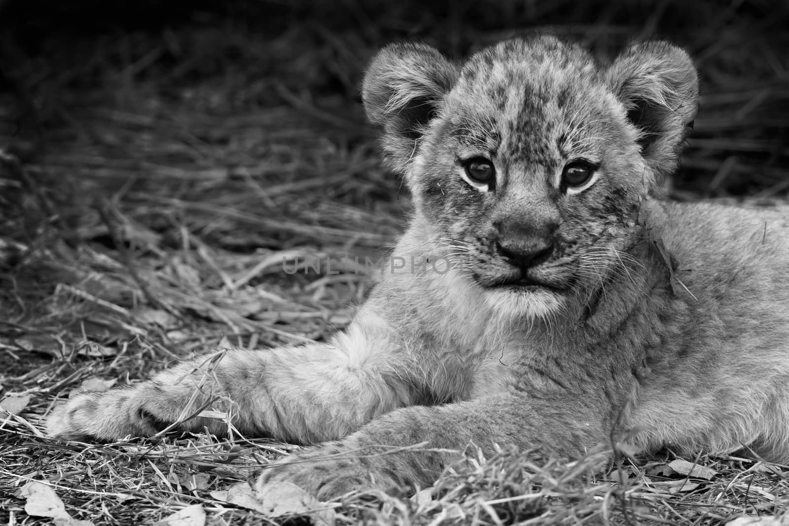 Cute Lion cub in black and white by donvanstaden