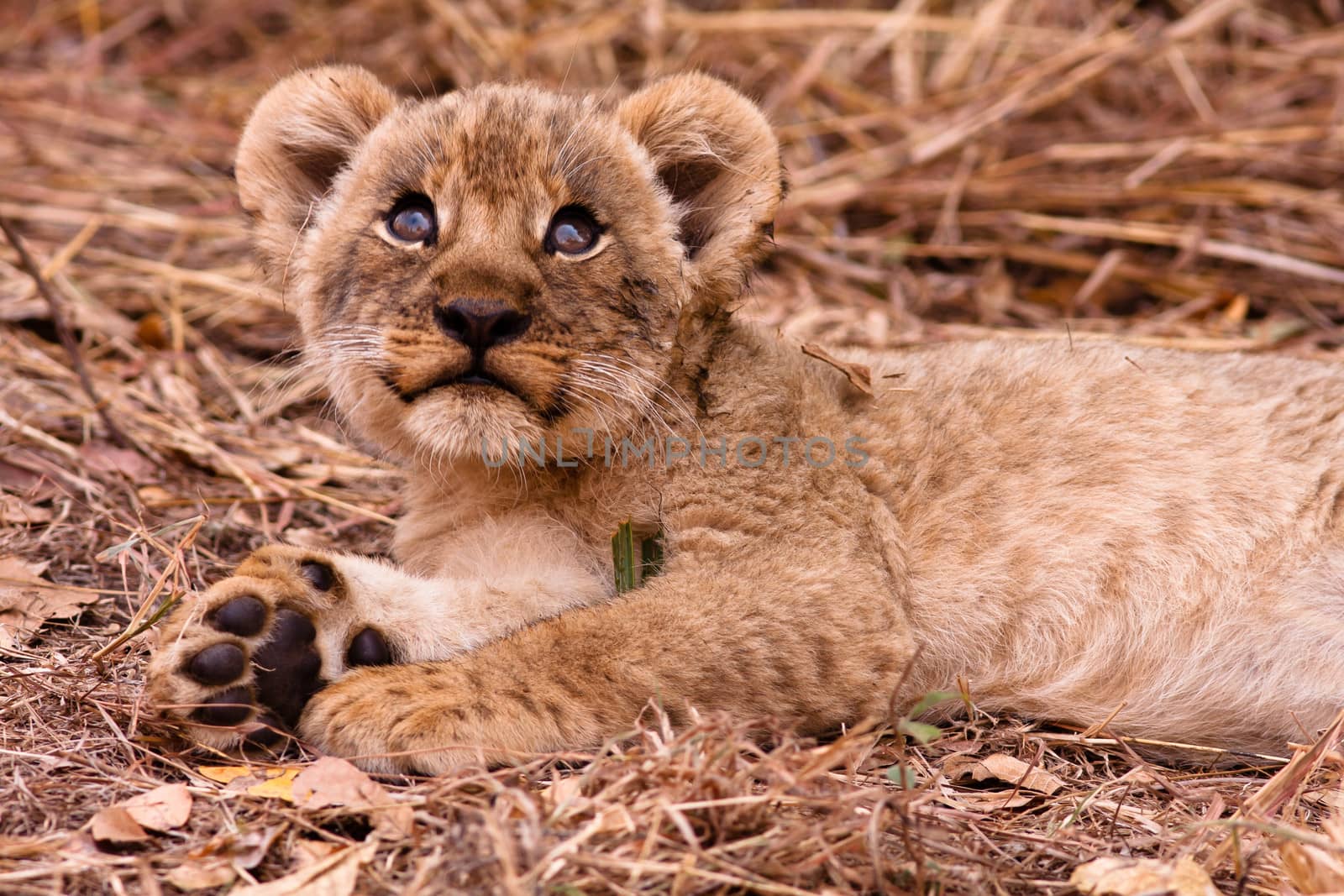 Wild lion cub looking up into the sky