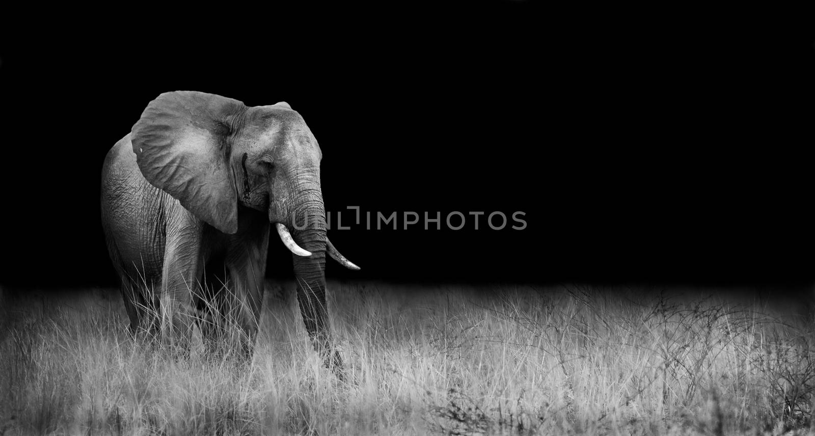 Wild elephant in the african savannah