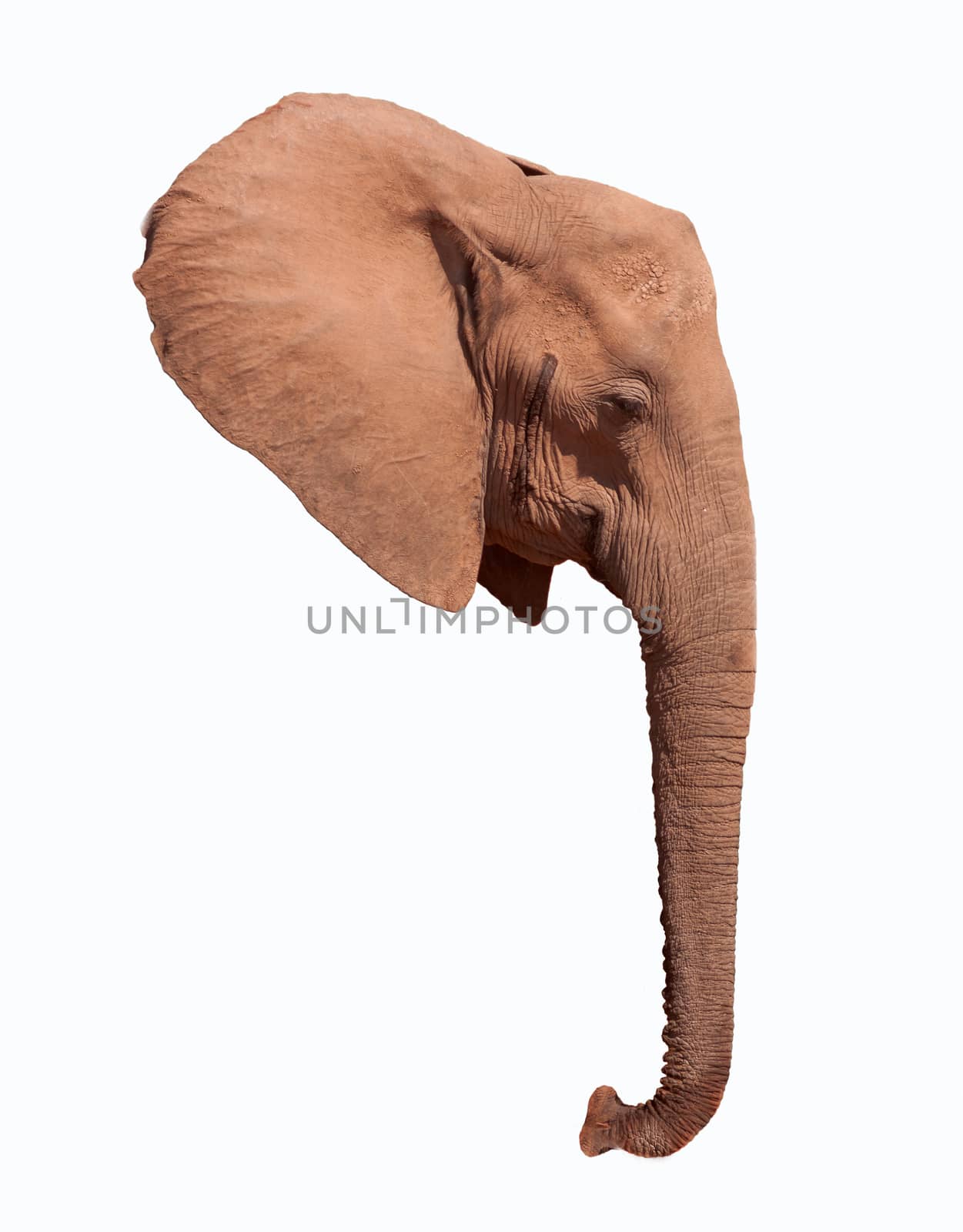 Elephant head ear and trunk isolated on a white background