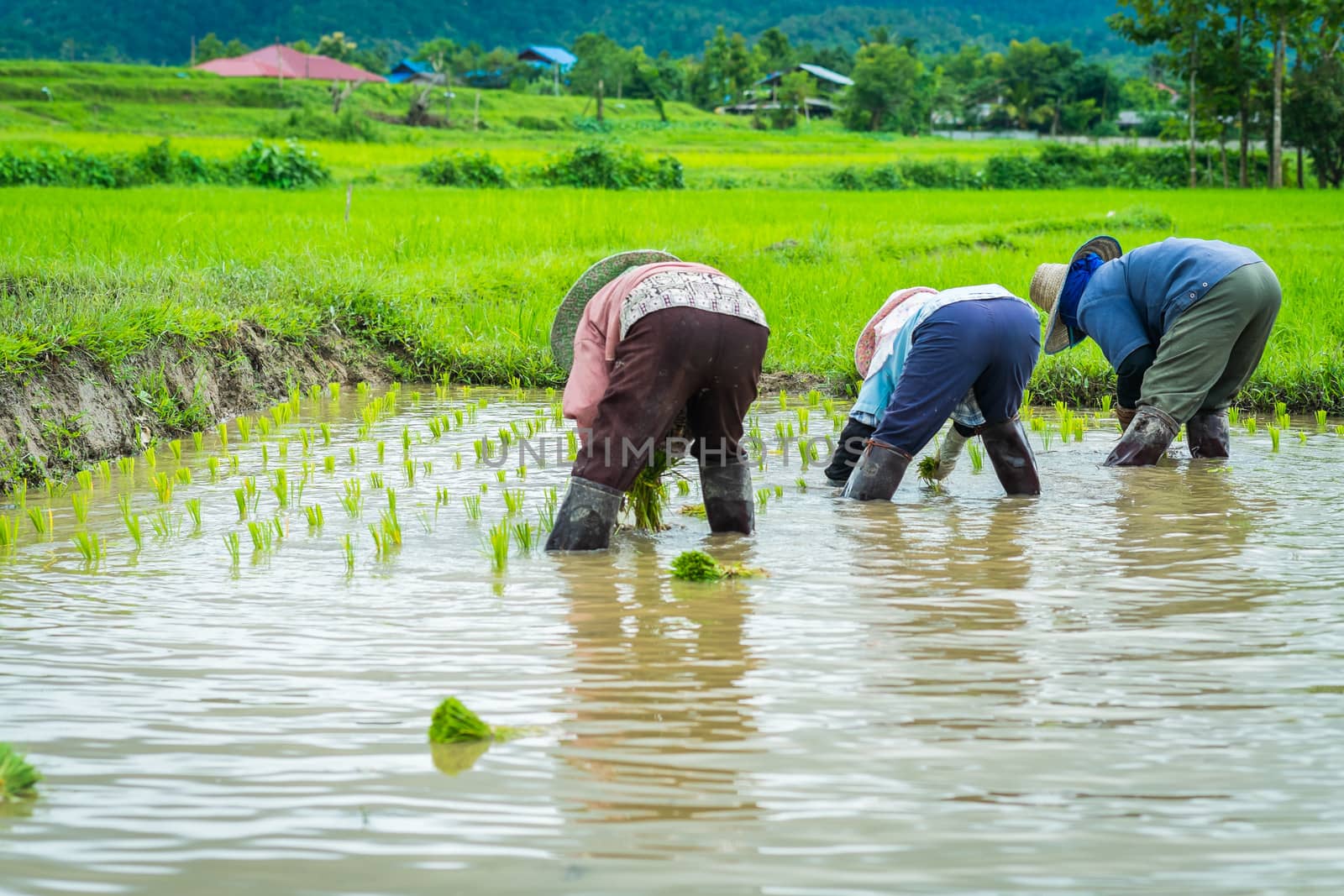 farmer transplant rice seedlings in rice field by moggara12